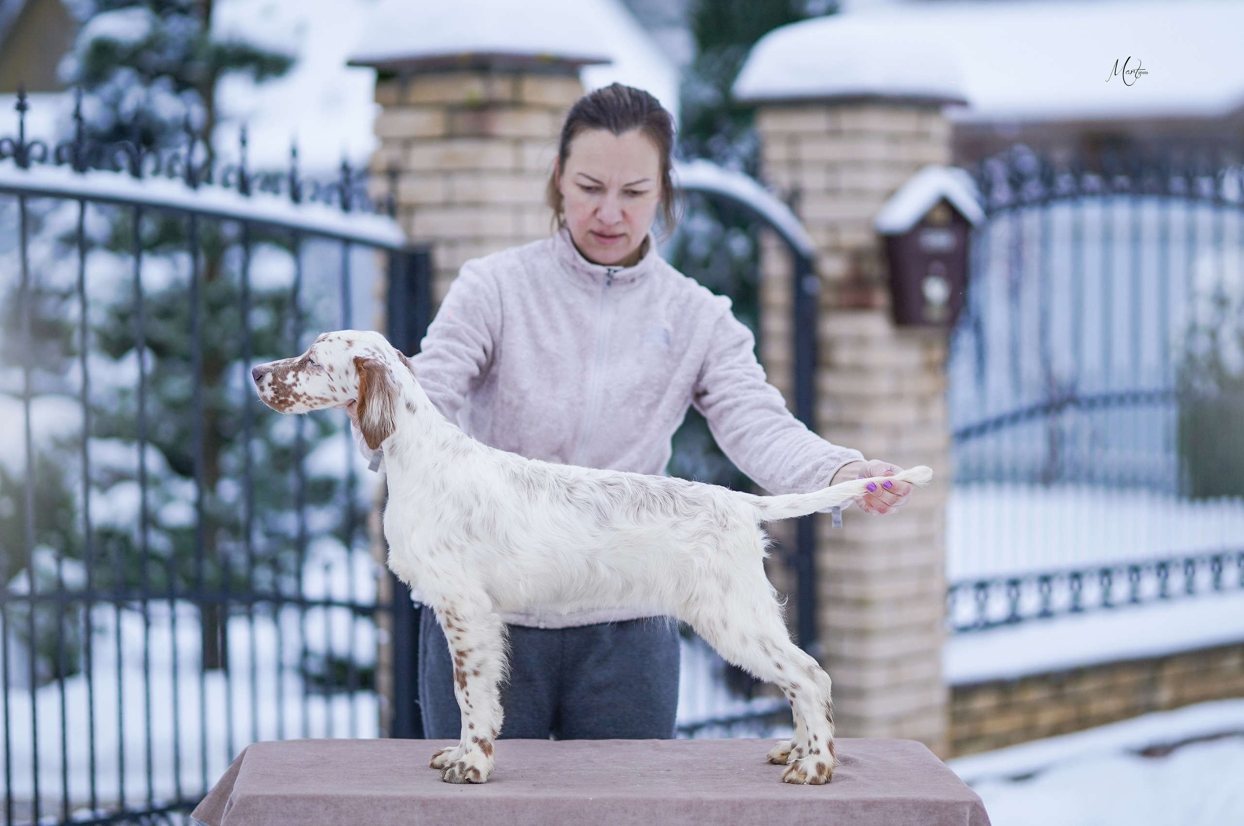 Щенки английского сеттера. Фотограф-анималист в Санкт-Петербурге Яна Мартынова