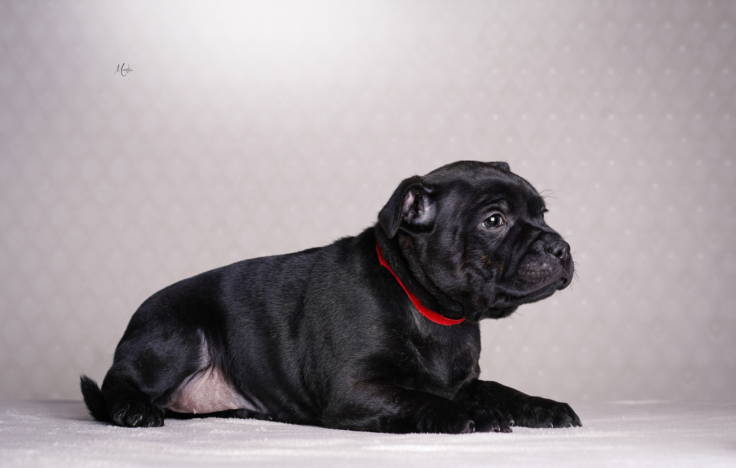 Щенки стаффи. Фотограф-анималист в Санкт-Петербурге Яна Мартынова