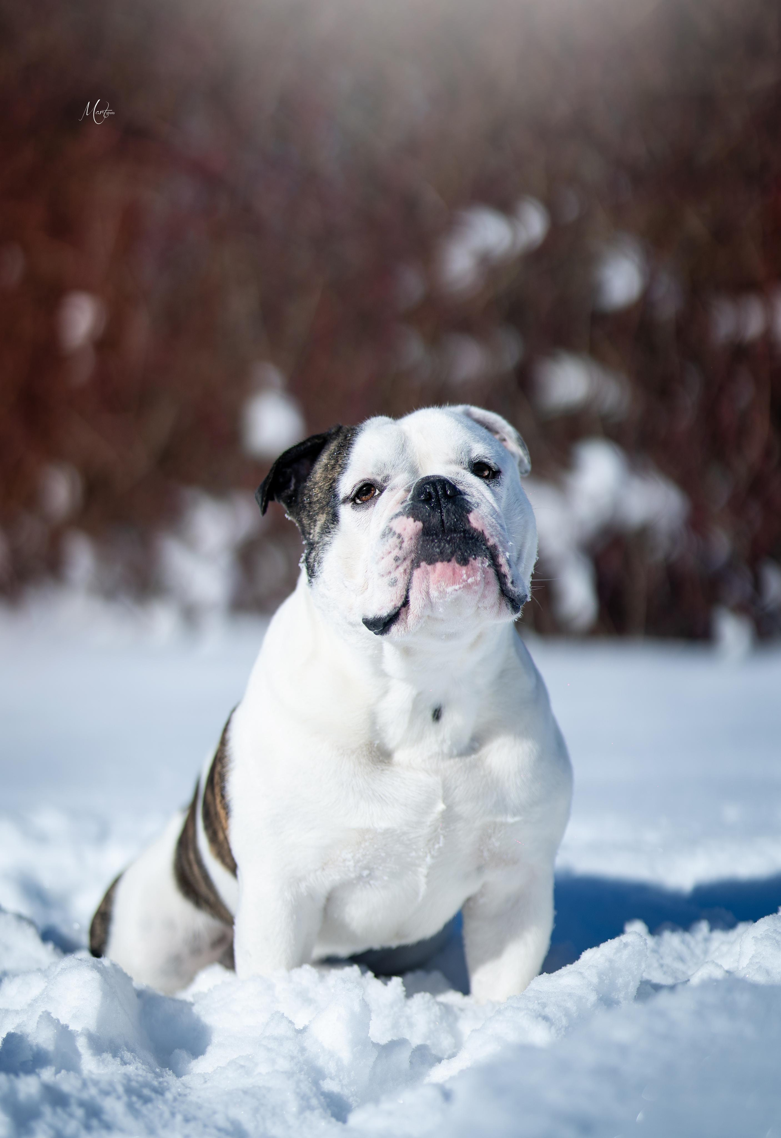 Наташа и Прайм. Фотограф-анималист в Санкт-Петербурге Яна Мартынова