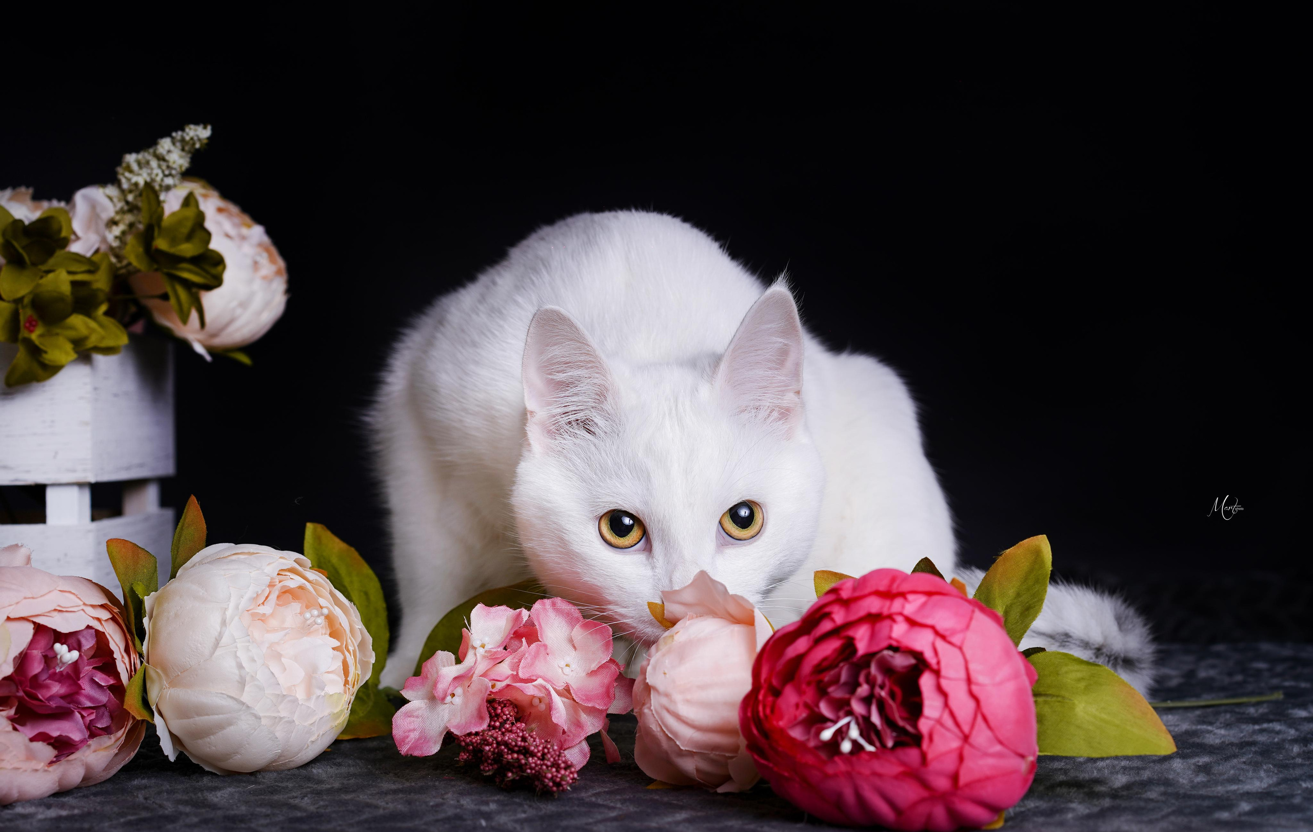 Маффин и Сэм в цветах. Фотограф-анималист в Санкт-Петербурге Яна Мартынова