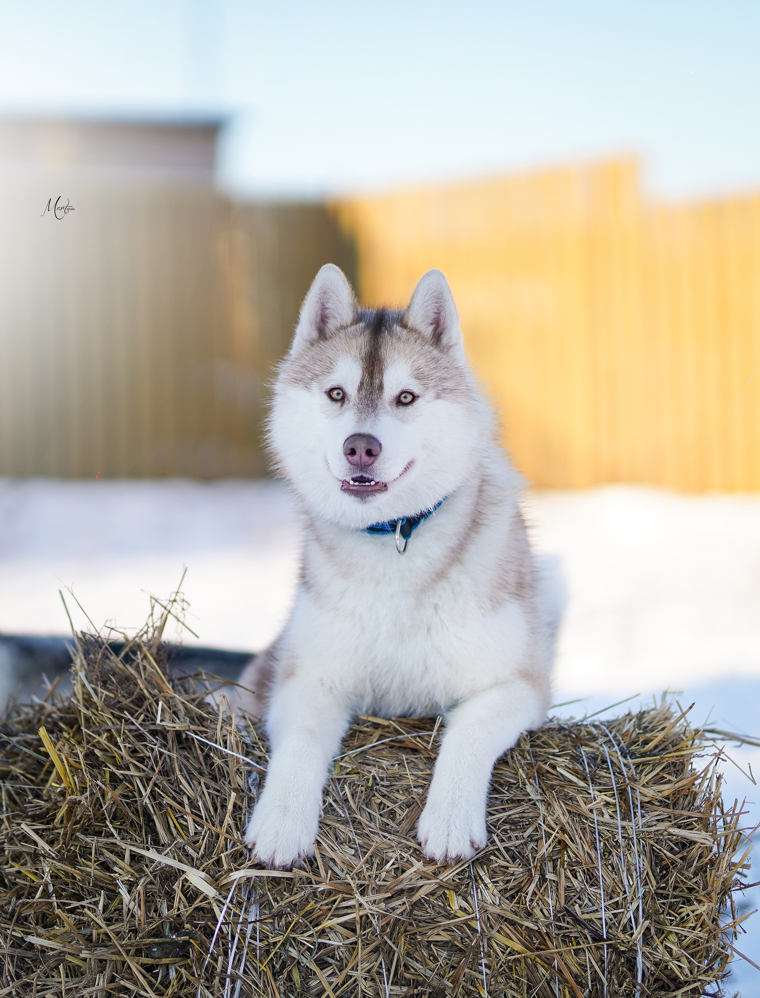 Саша и хаски зима. Фотограф-анималист в Санкт-Петербурге Яна Мартынова