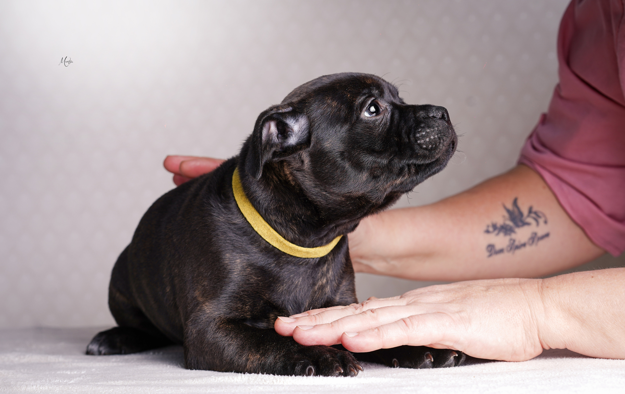 Щенки стаффи. Фотограф-анималист в Санкт-Петербурге Яна Мартынова