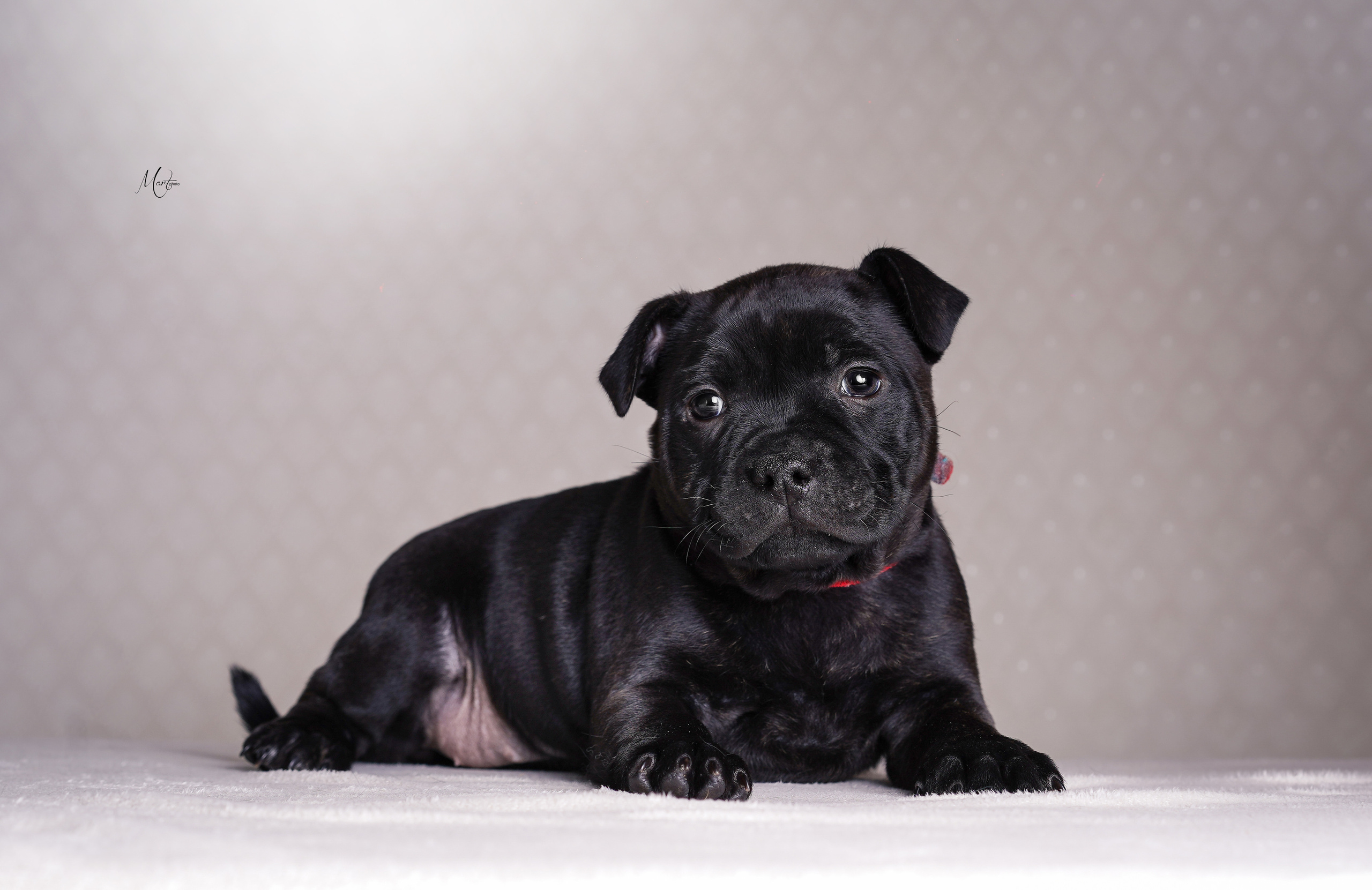Щенки стаффи. Фотограф-анималист в Санкт-Петербурге Яна Мартынова