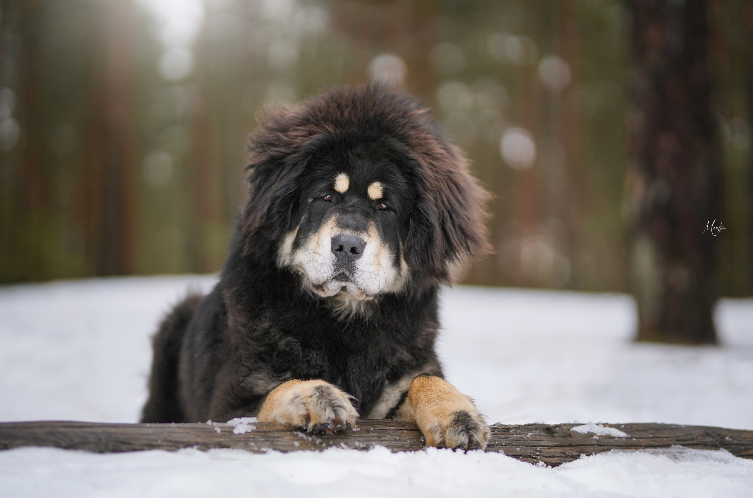 Тибеты. Фотограф-анималист в Санкт-Петербурге Яна Мартынова