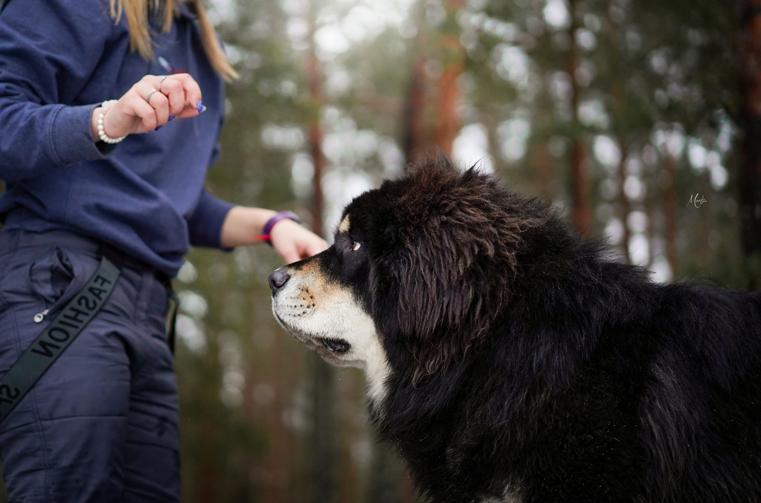 Тибеты. Фотограф-анималист в Санкт-Петербурге Яна Мартынова