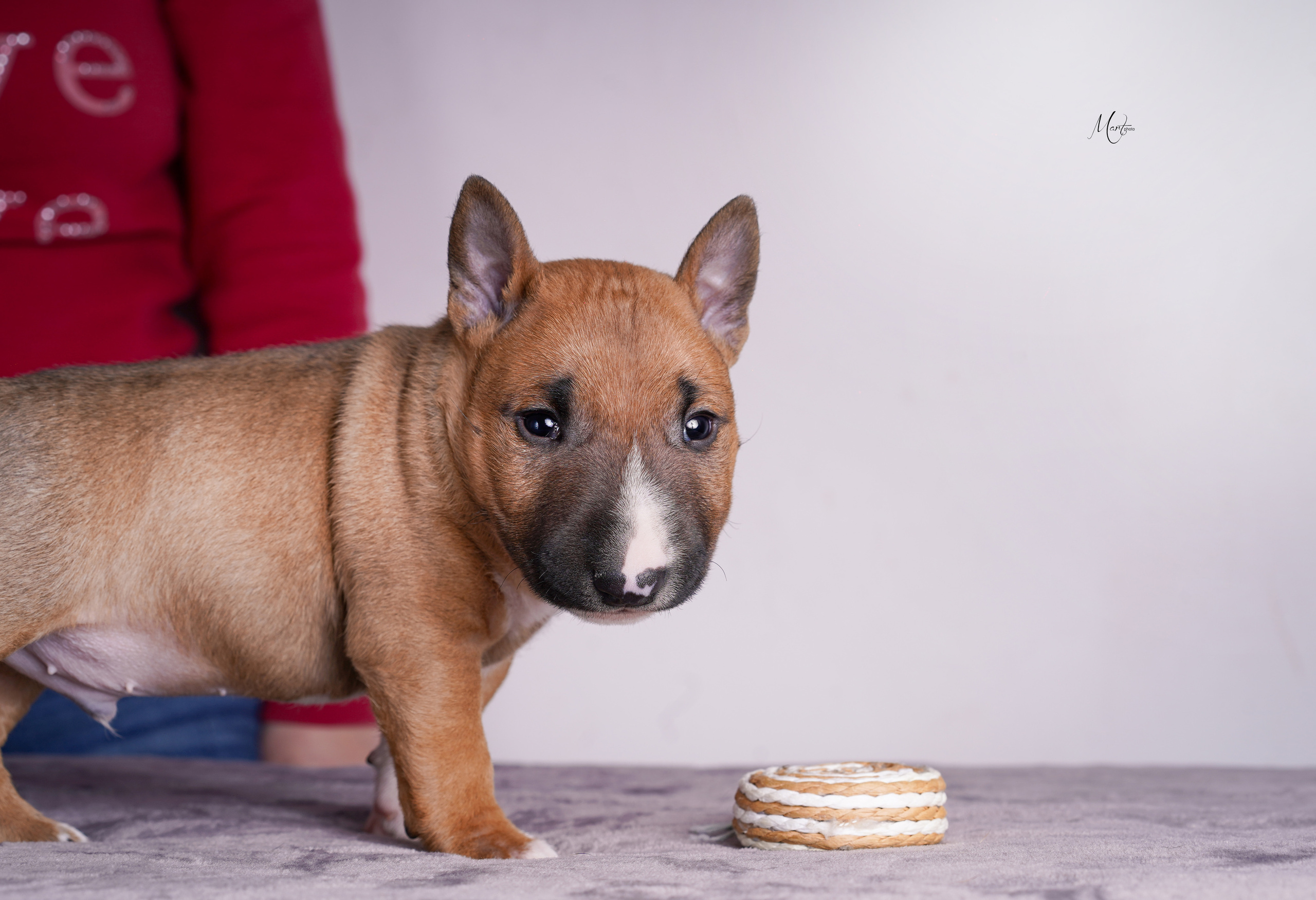 Щенок минибуля. Фотограф-анималист в Санкт-Петербурге Яна Мартынова