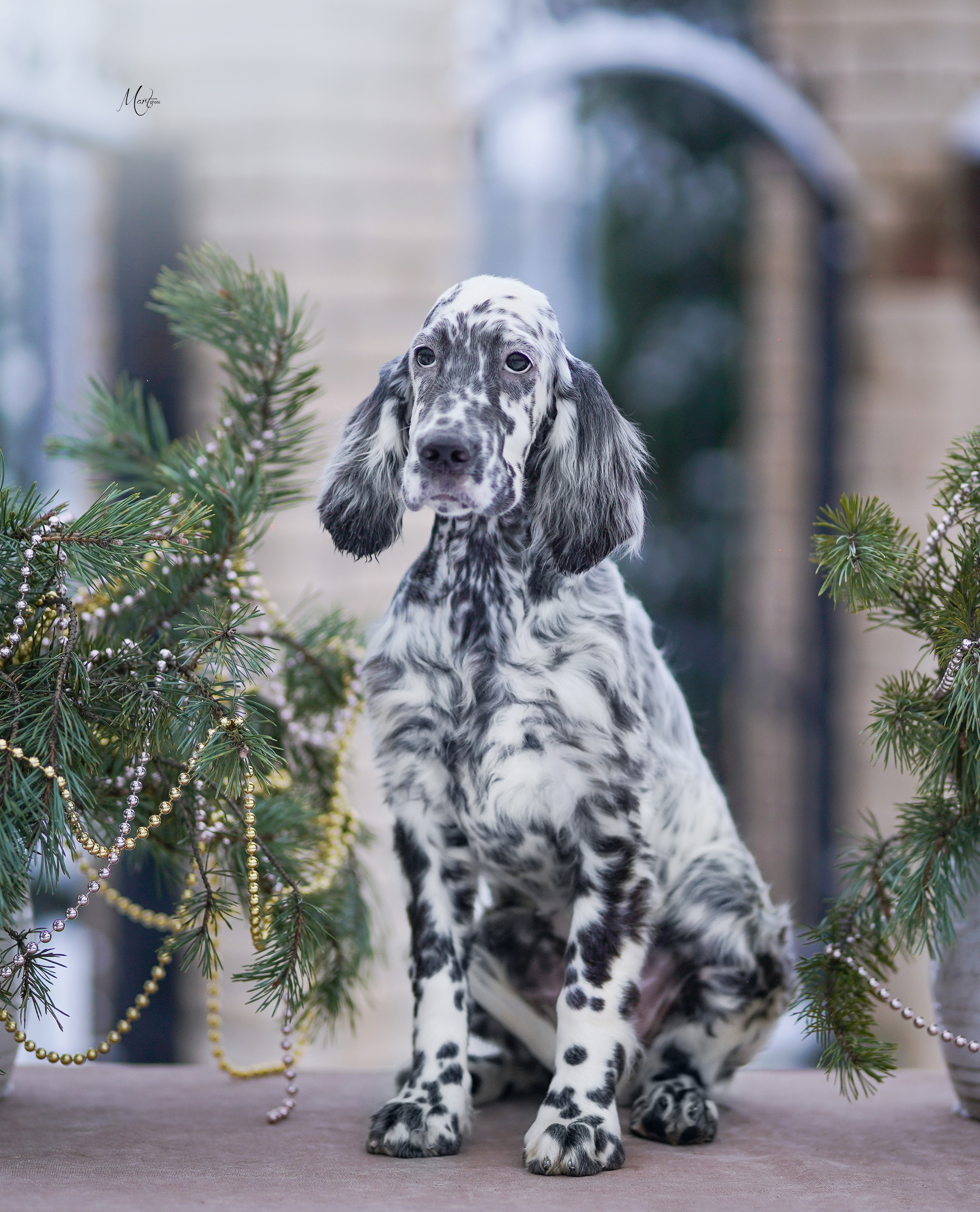 Щенки английского сеттера. Фотограф-анималист в Санкт-Петербурге Яна Мартынова