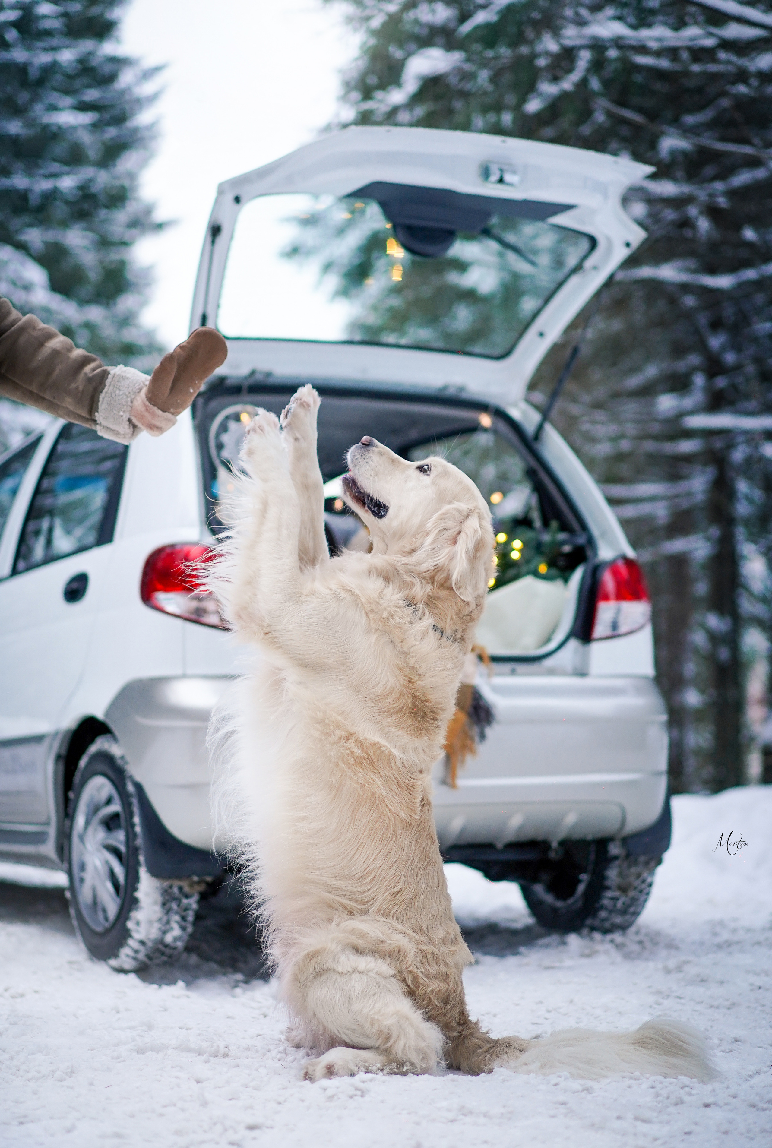 Настя и Арчи. Фотограф-анималист в Санкт-Петербурге Яна Мартынова
