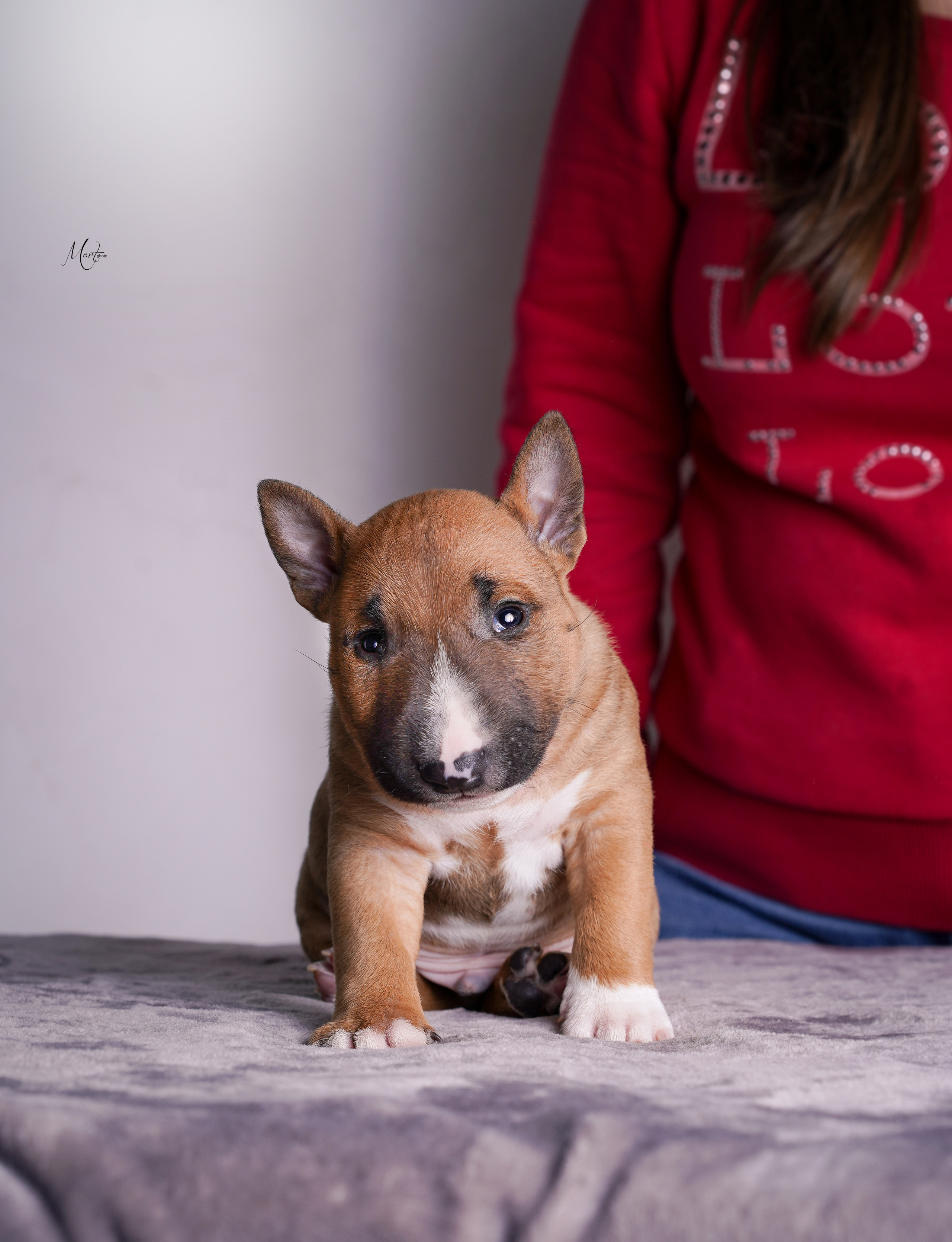 Щенок минибуля. Фотограф-анималист в Санкт-Петербурге Яна Мартынова