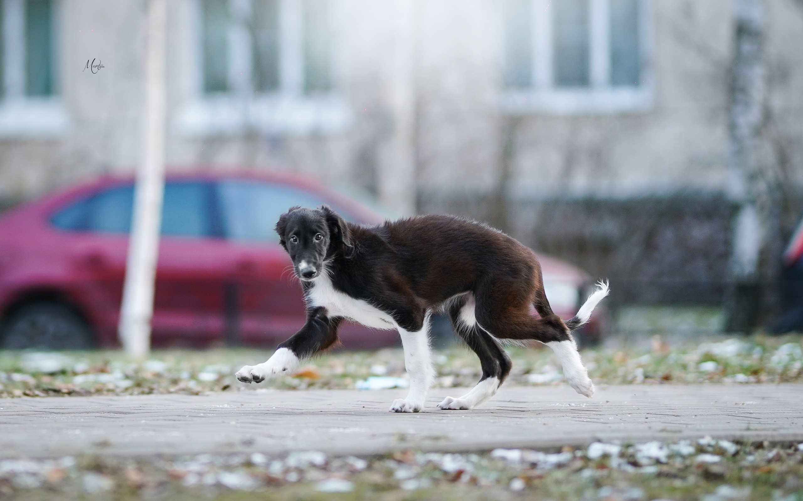 Щенки русской псовой борзой. Фотограф-анималист в Санкт-Петербурге Яна Мартынова