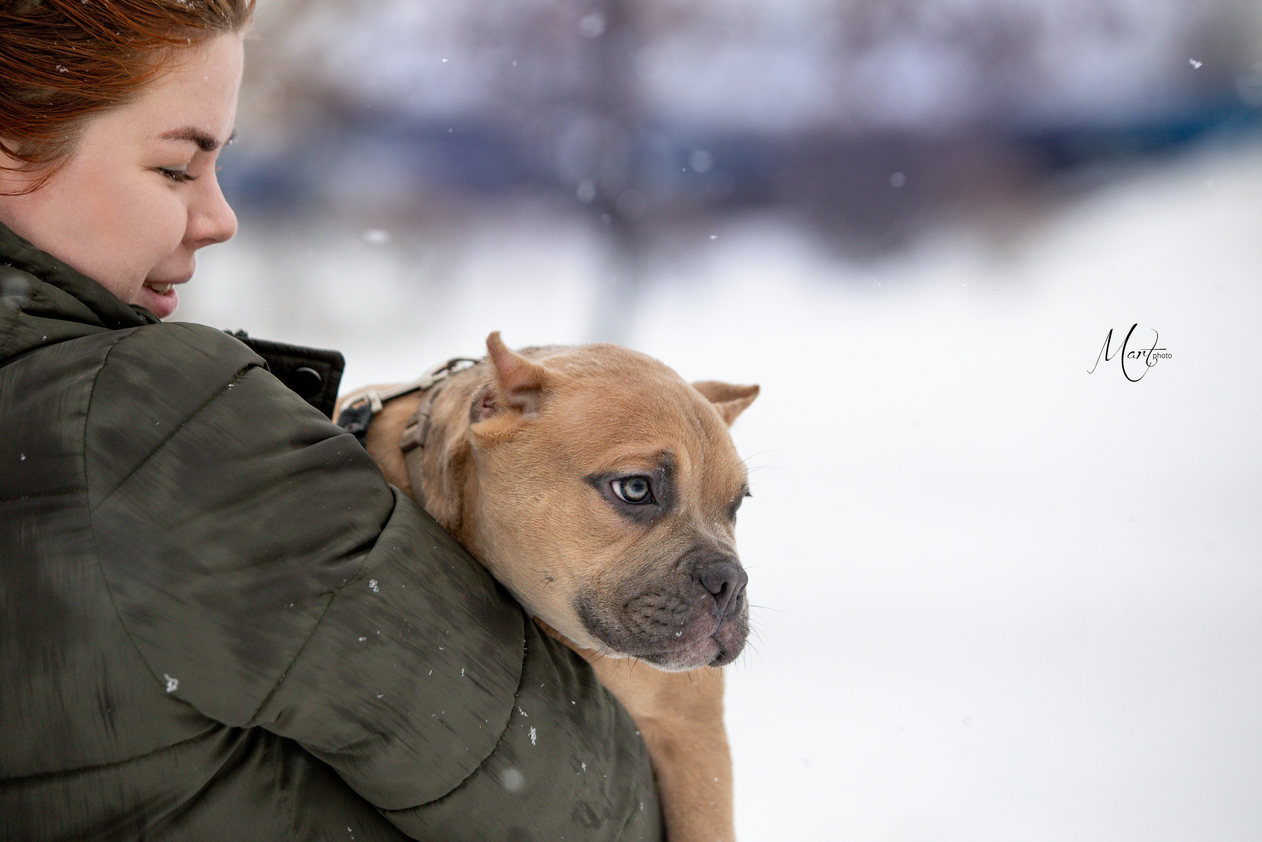 Щенки американского булли. Фотограф-анималист в Санкт-Петербурге Яна Мартынова