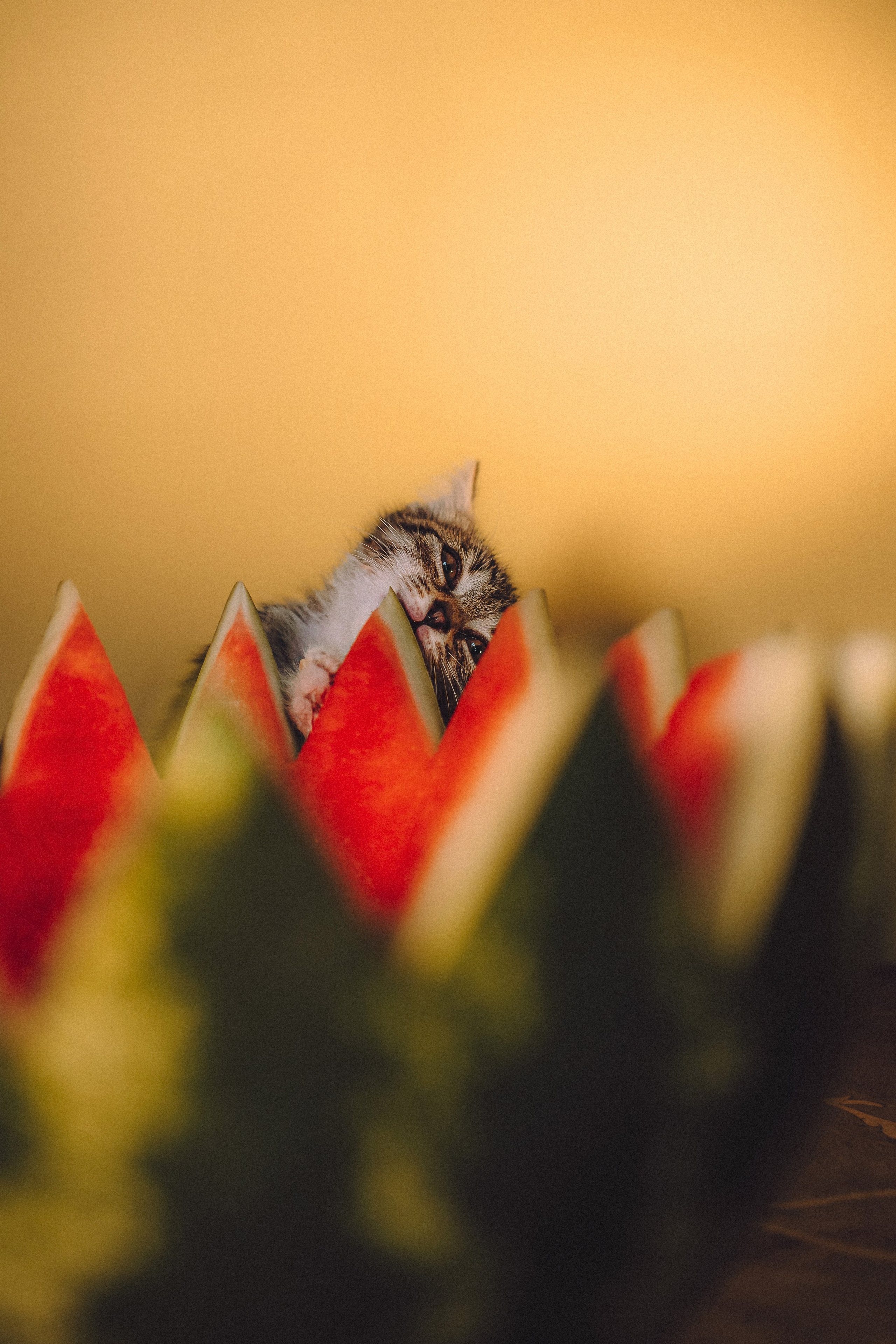 Сирена и арбуз