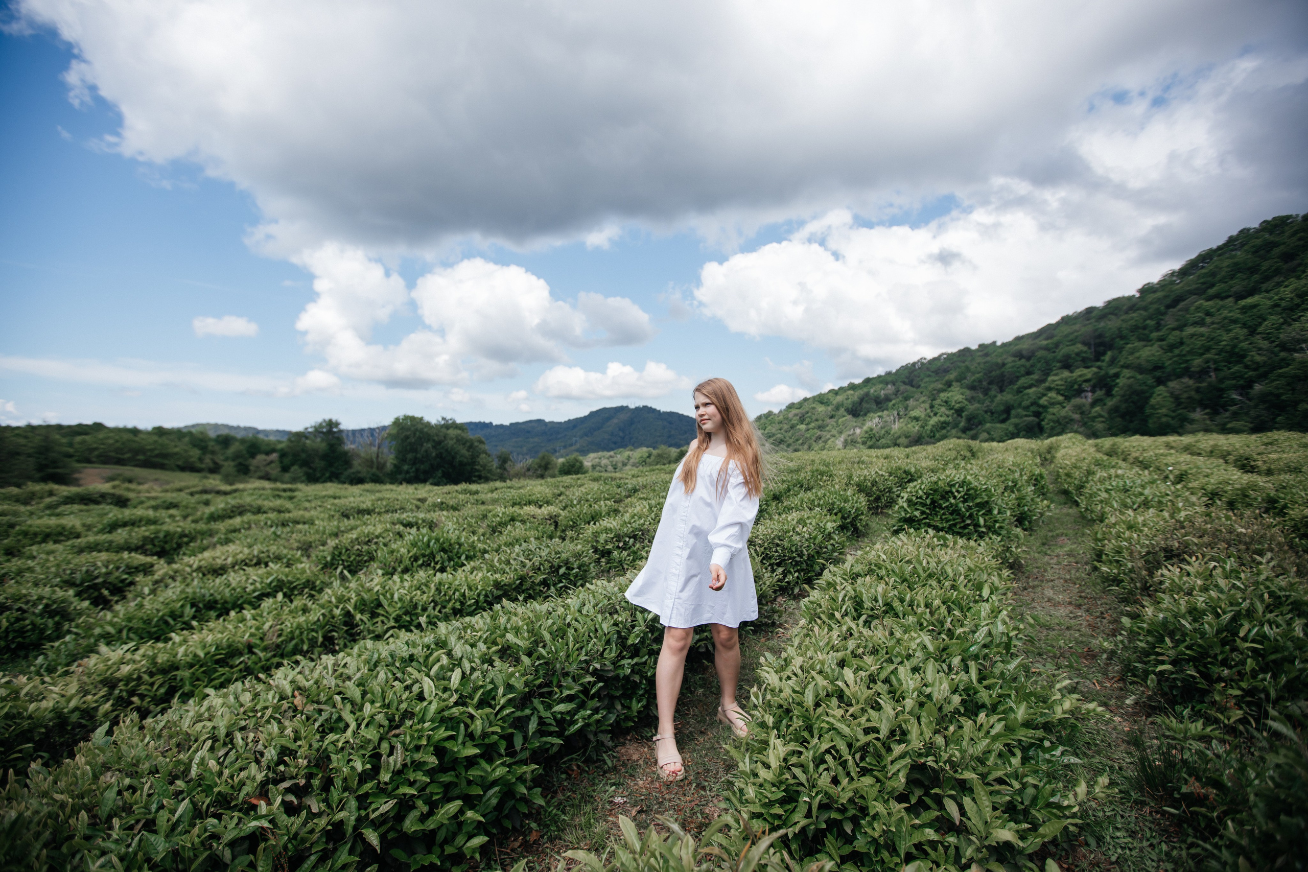 Tea plantation. Efimova Model Agency
