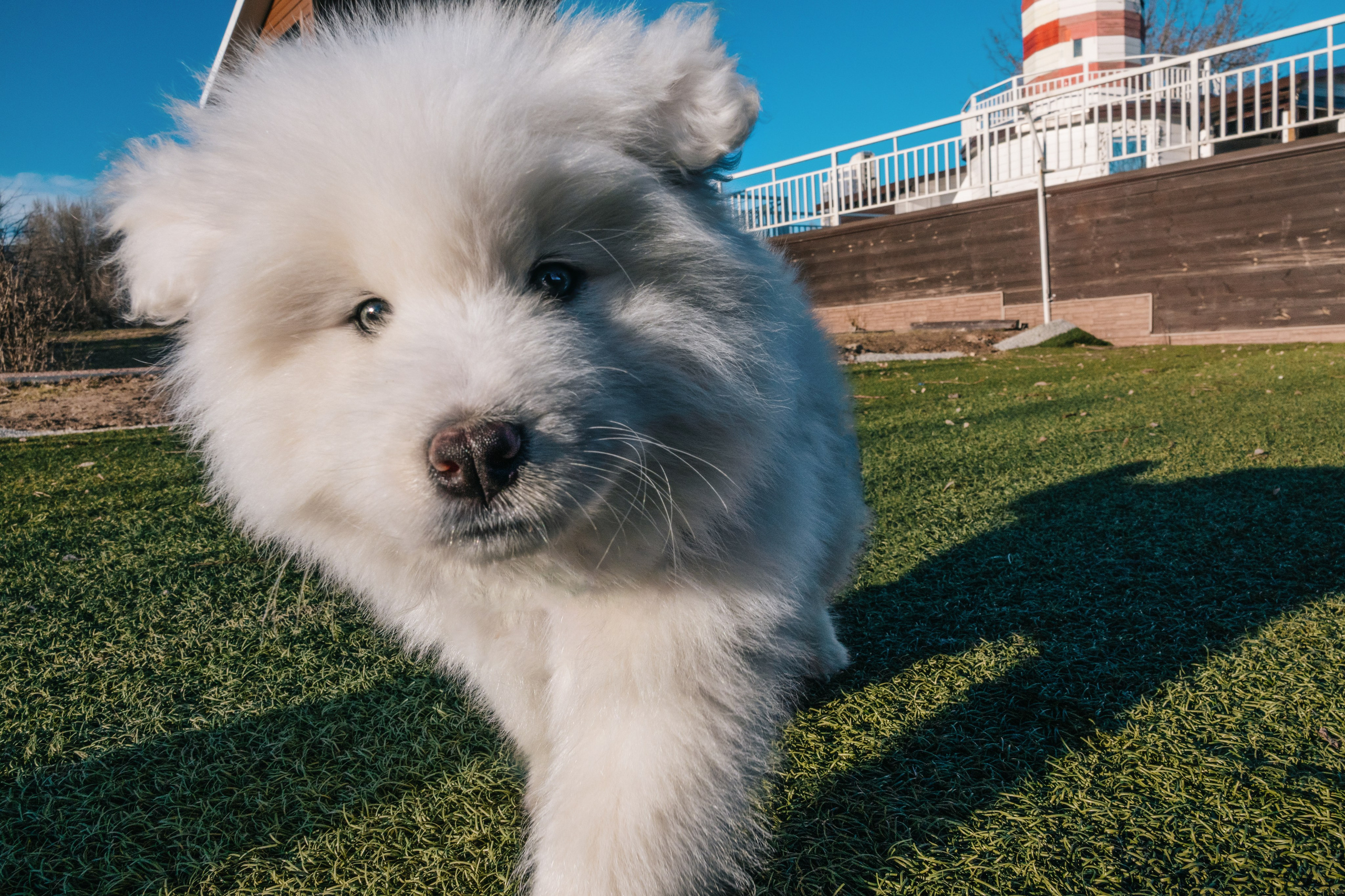 Очаровательный малыш Балу. Фотограф-анималист в Москве Юлия Лайхо