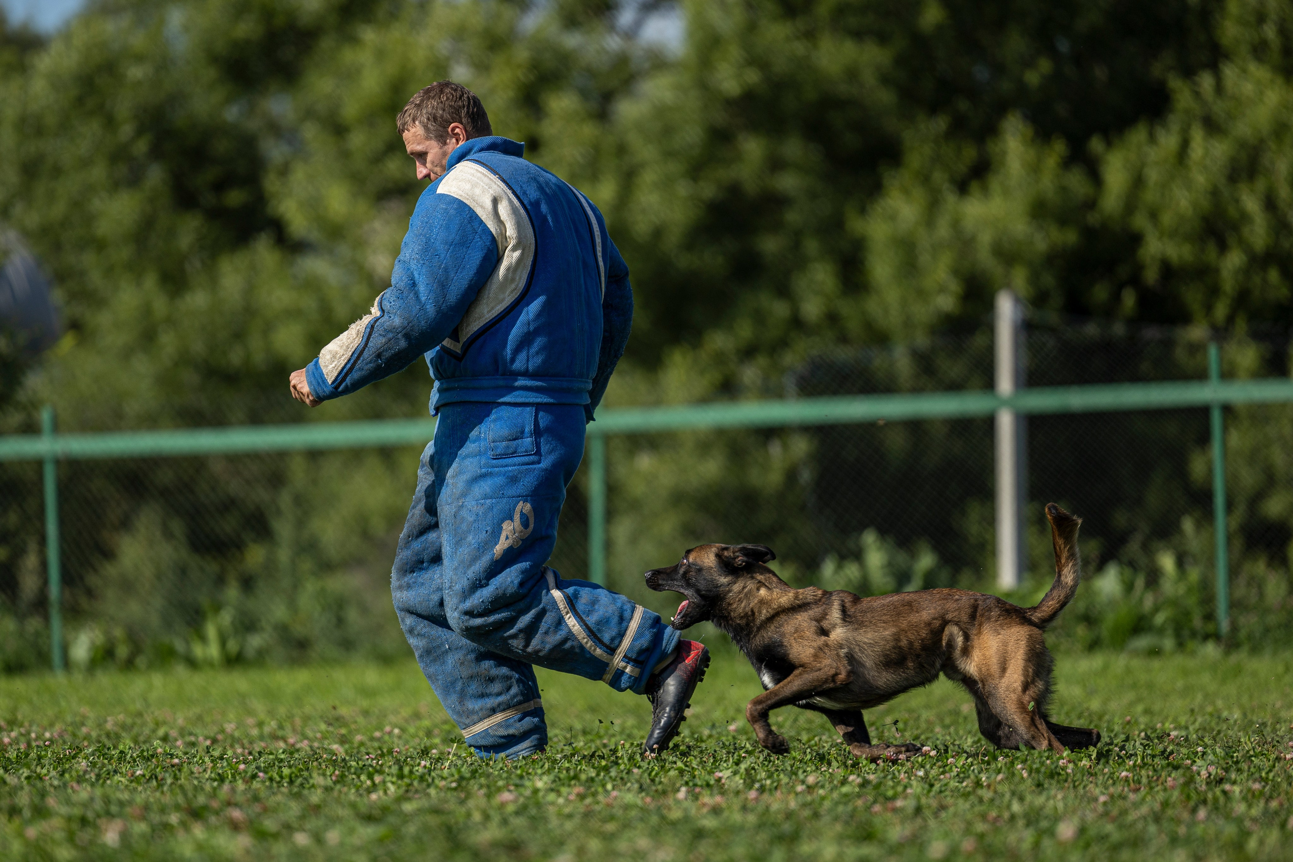 Соревнования по Мондьорингу г. Вологда 10-11.08.2024. Фотограф-анималист Анна Маринич