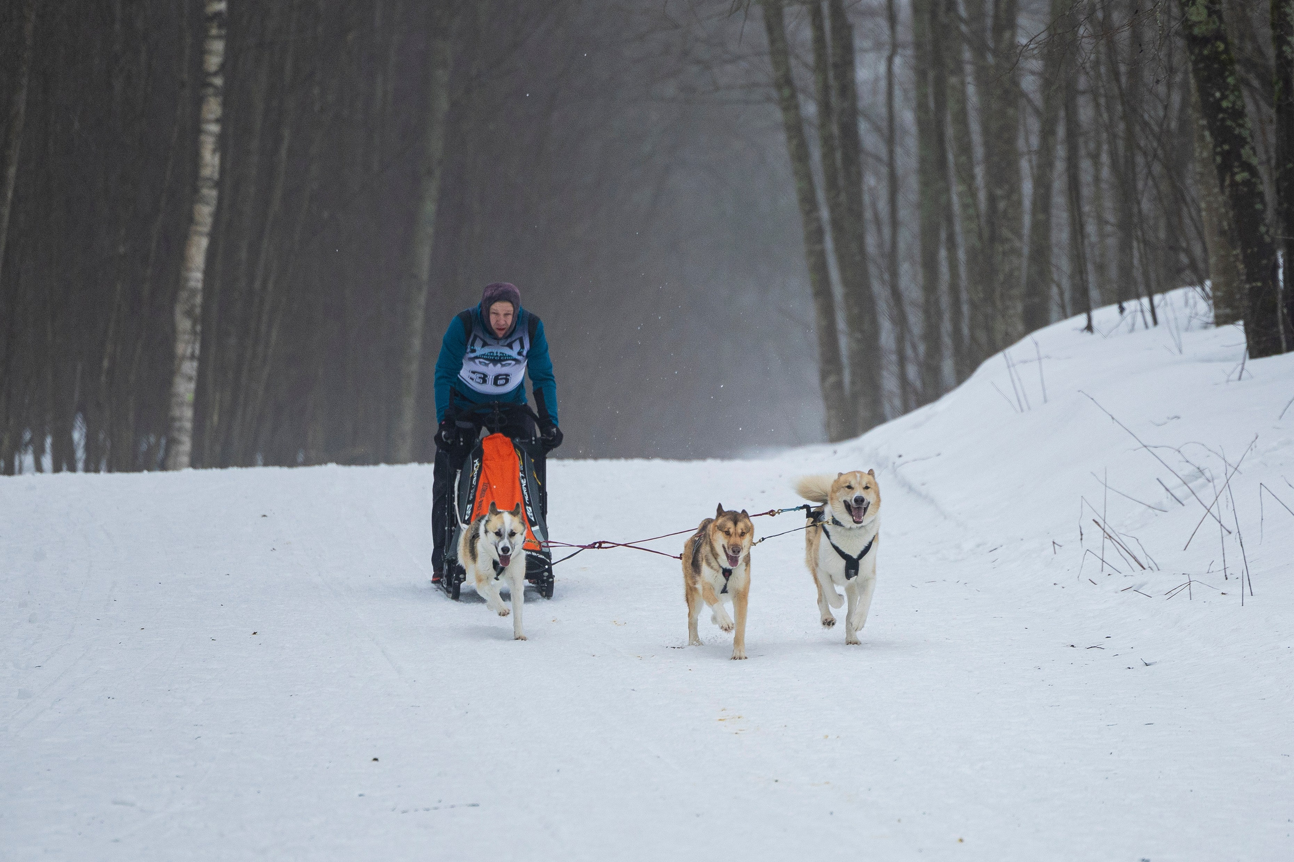 Зимний Чемпионат Санкт-Петербурга по ездовому спорту. Фотограф-анималист Анна Маринич