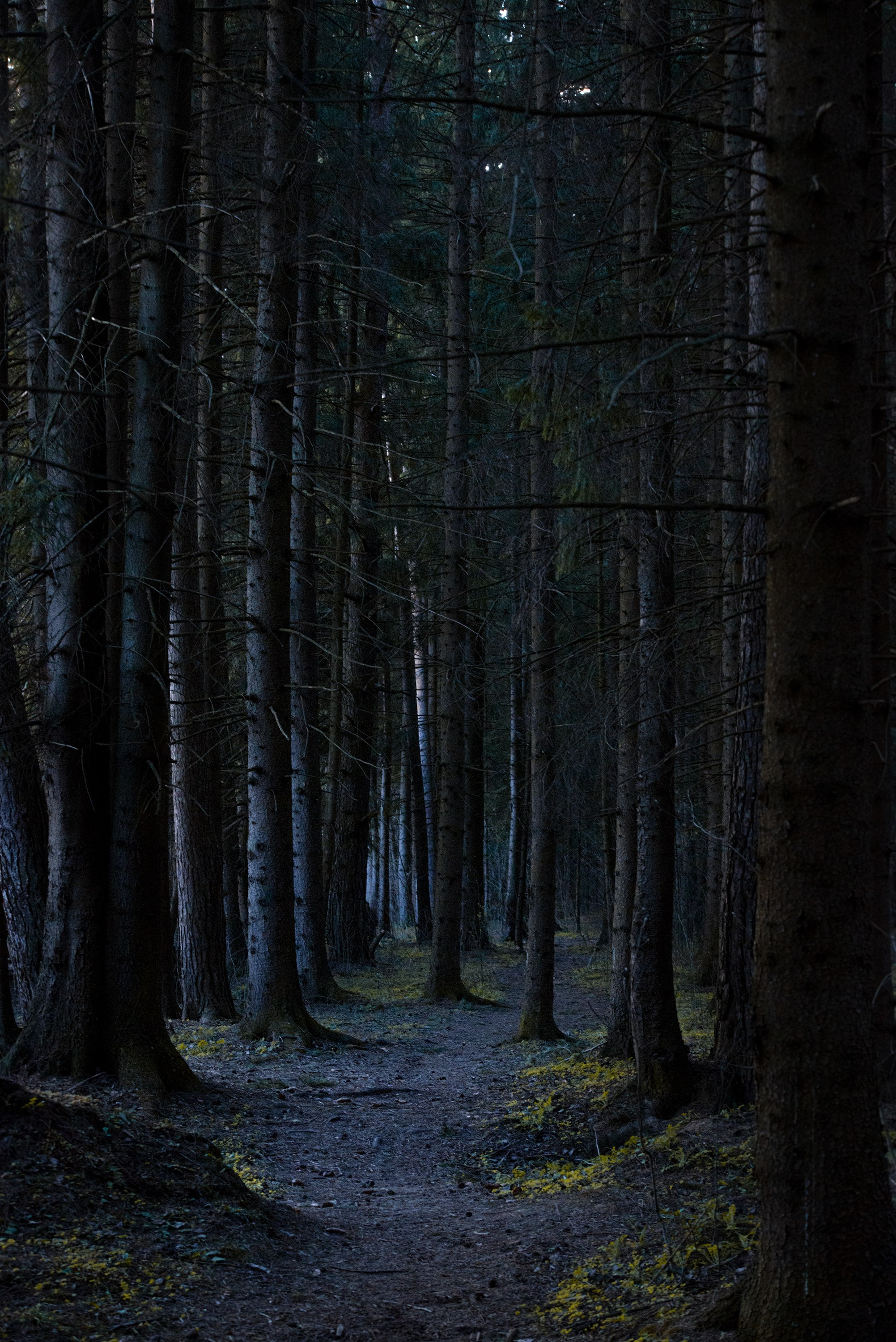 Goblincore, природа, фэнтези, нечисть, лес, гоблинкор, эльфы, фотосессии, костюмированные