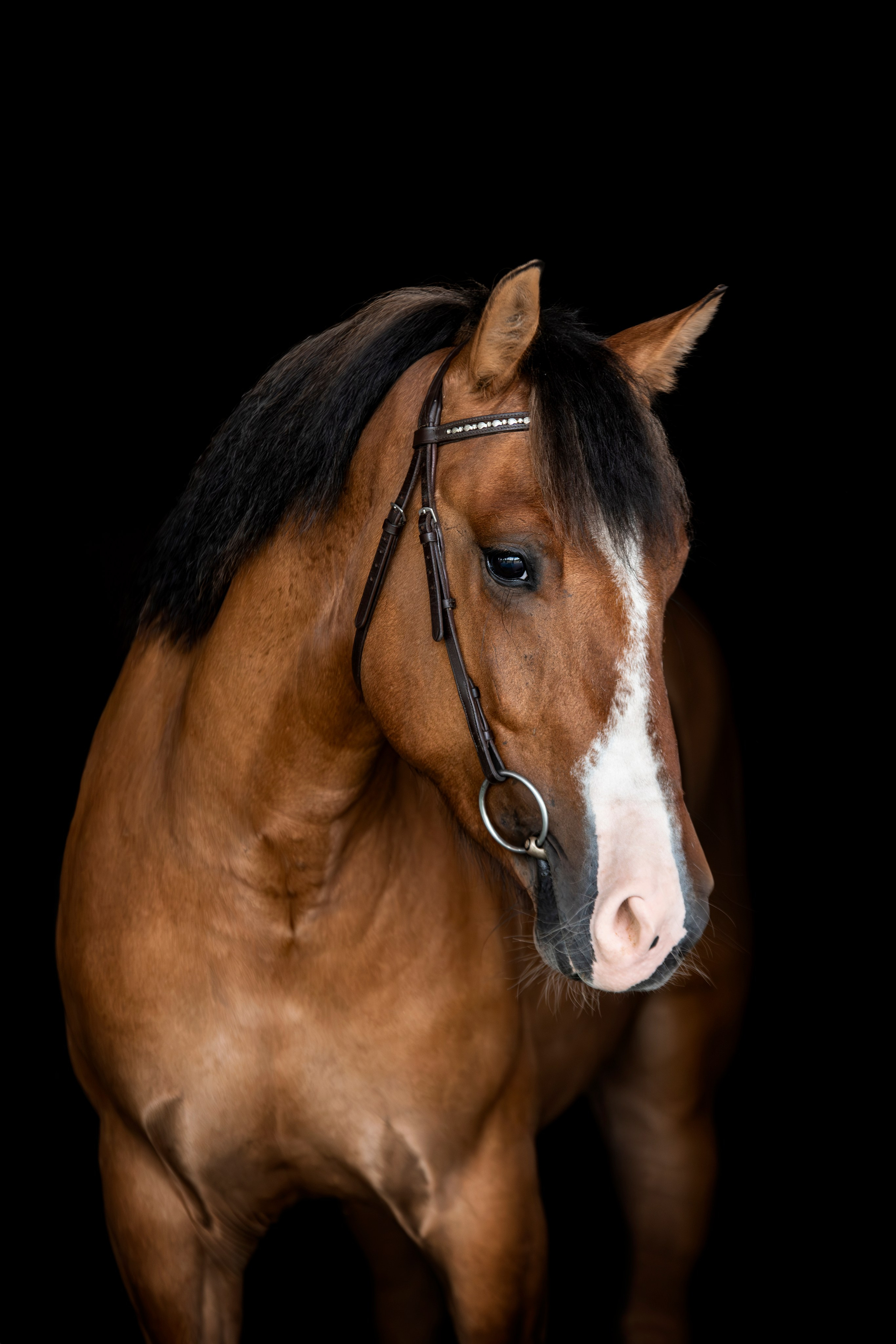 Лошади на свободе, съемка лошадей, экстерьерная съемка, фотосессия