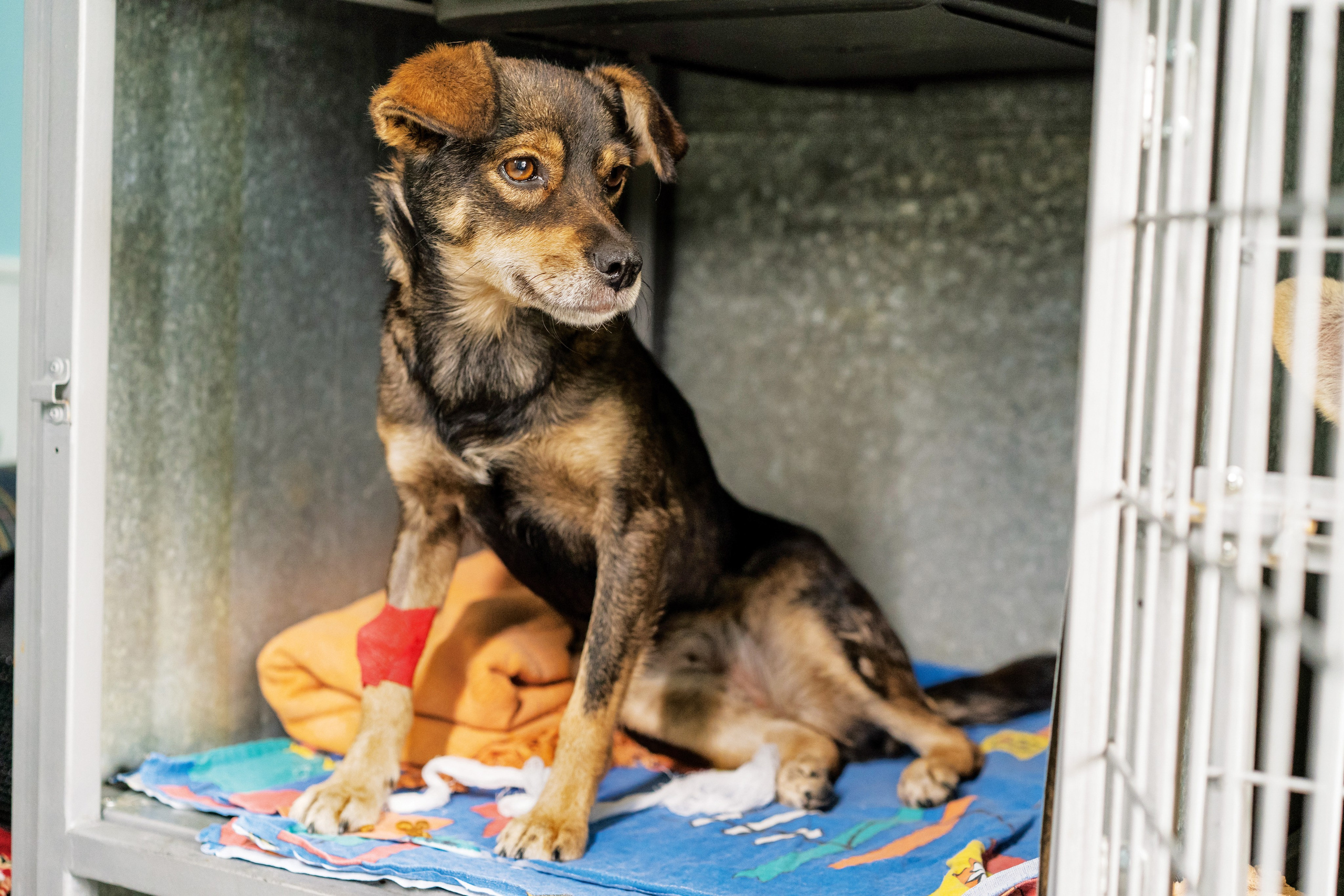 Vet clinic. Nina Petina