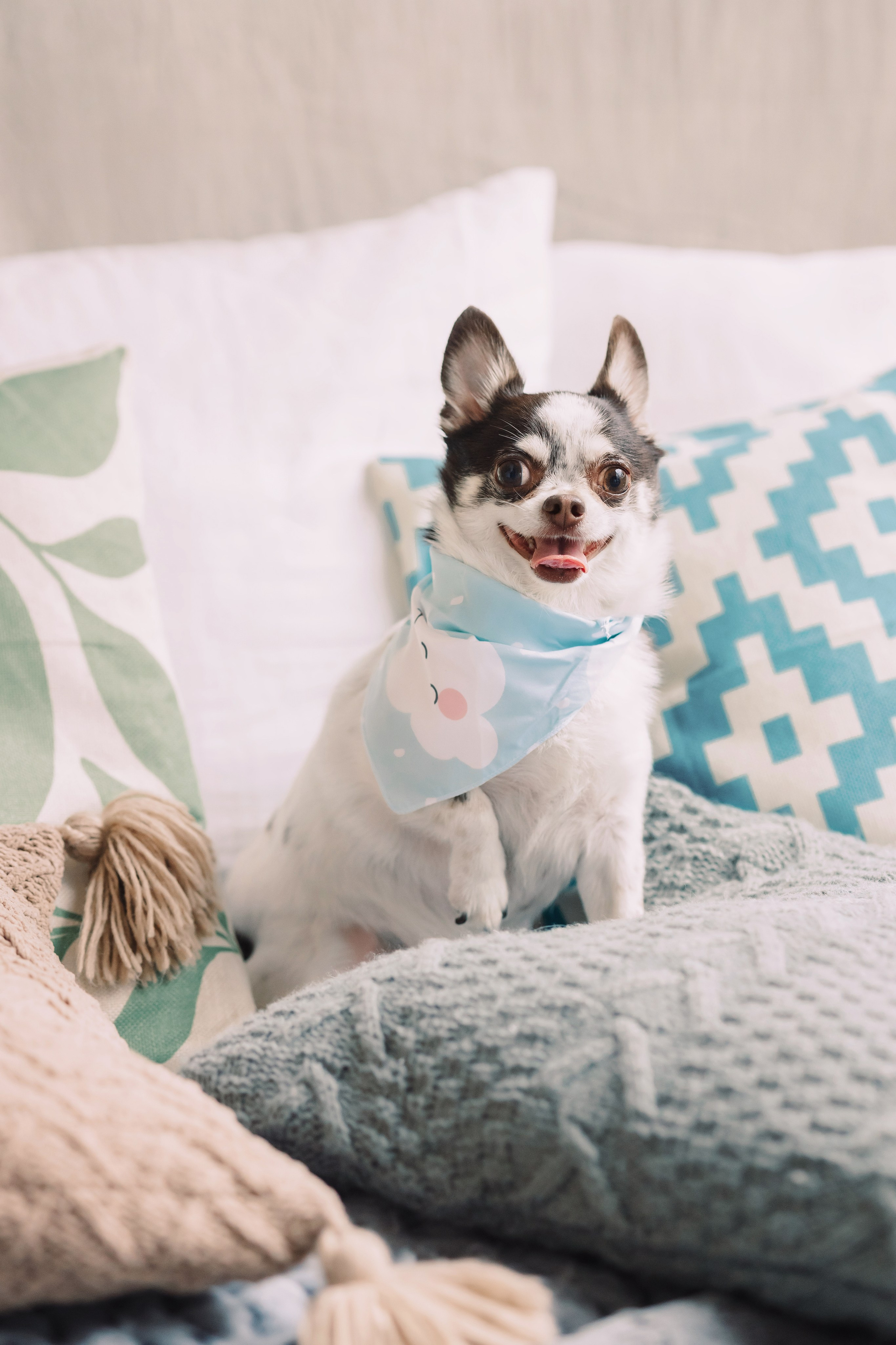 Магазин Friend of mine. Фотограф-анималист Елена Радченко, Москва