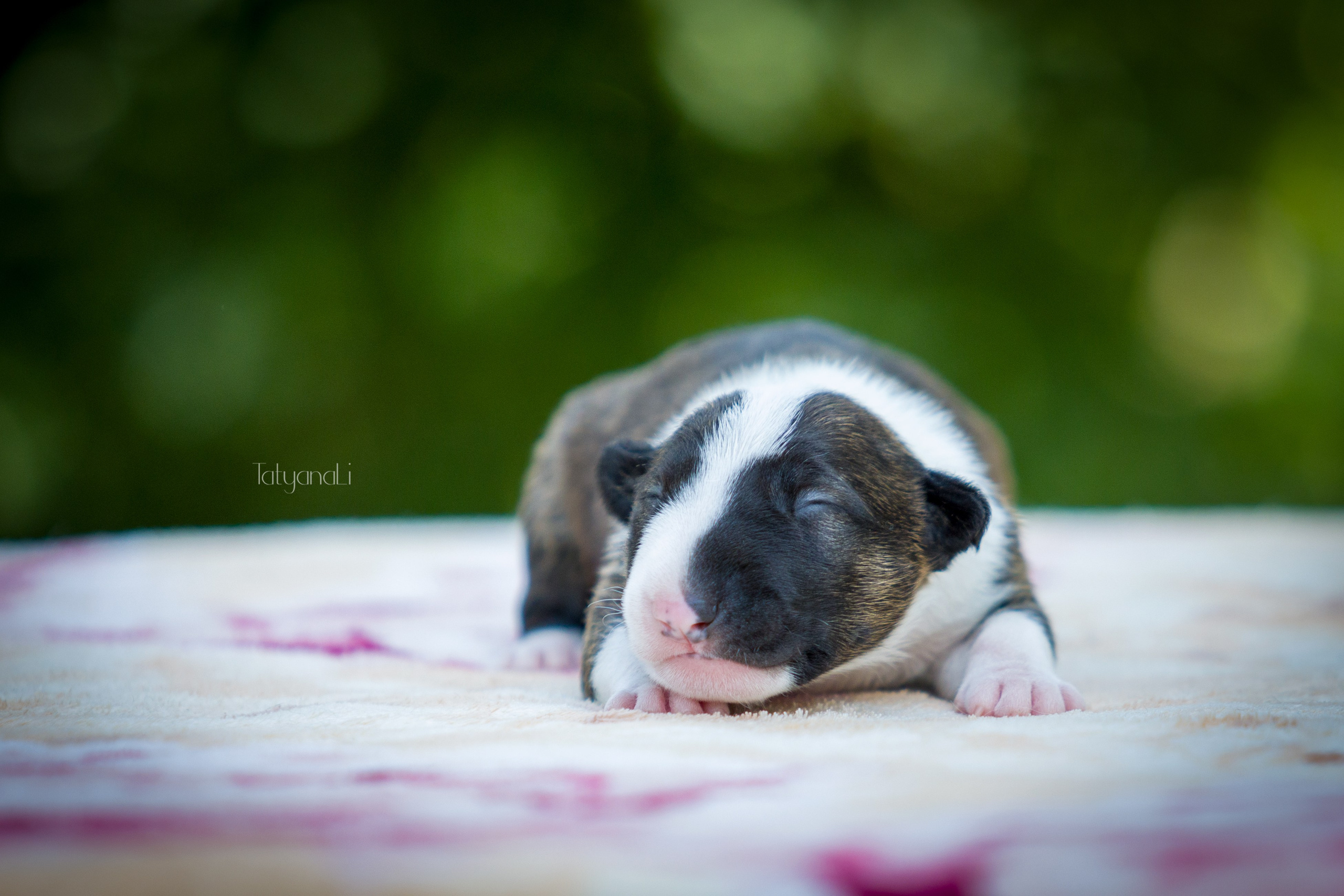 Стандартный бультерьер. Фотограф — анималист Татьяна Ли