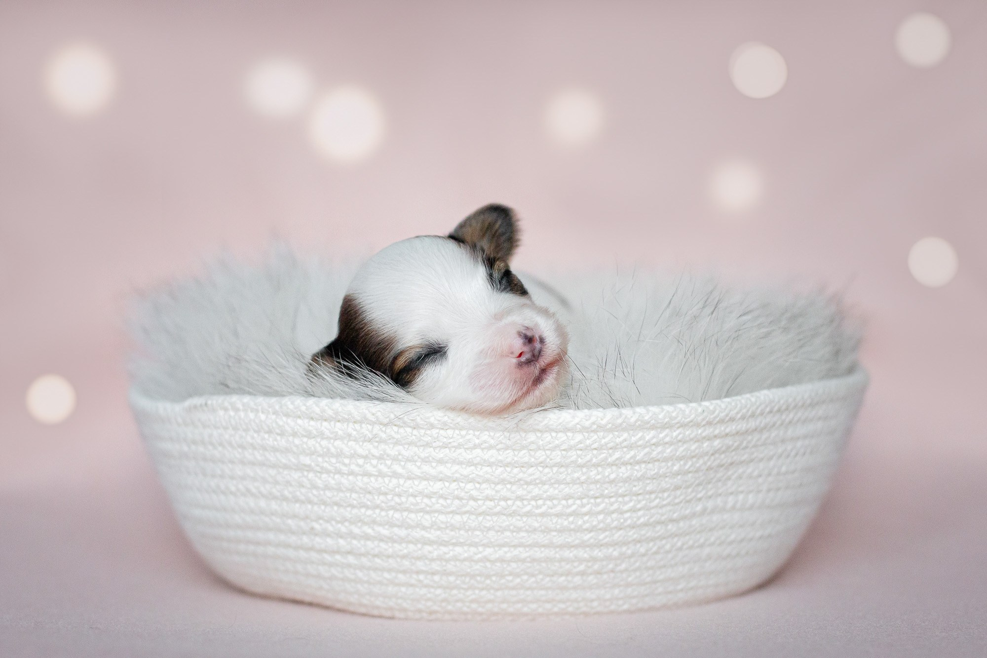 Папийоны (ньюборн). Фотограф анималист, семейный фотограф, фотограф собак Комратова Мария. г. Москва