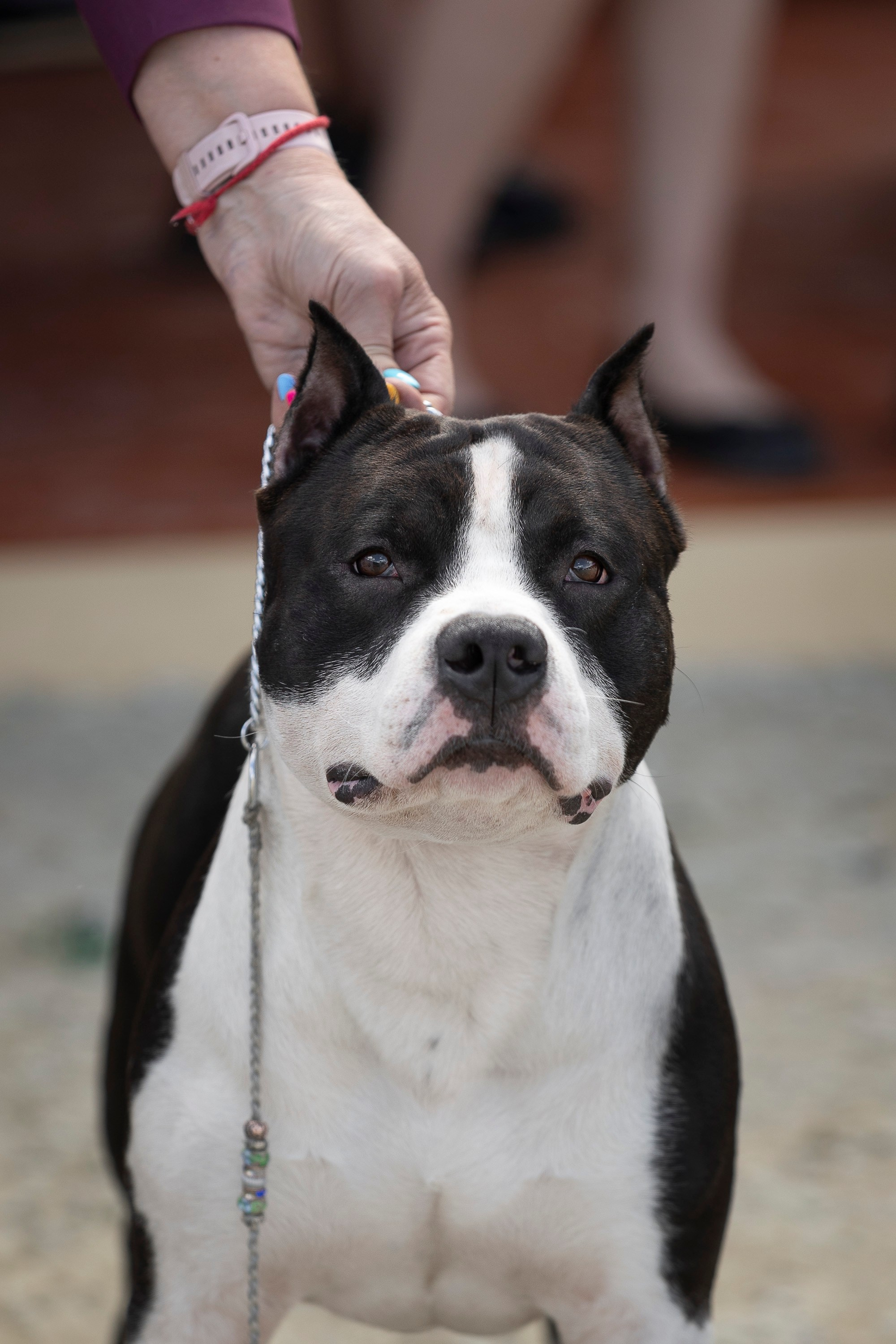 Россия 2024. Фотограф анималист, семейный фотограф, фотограф собак Комратова Мария. г. Москва