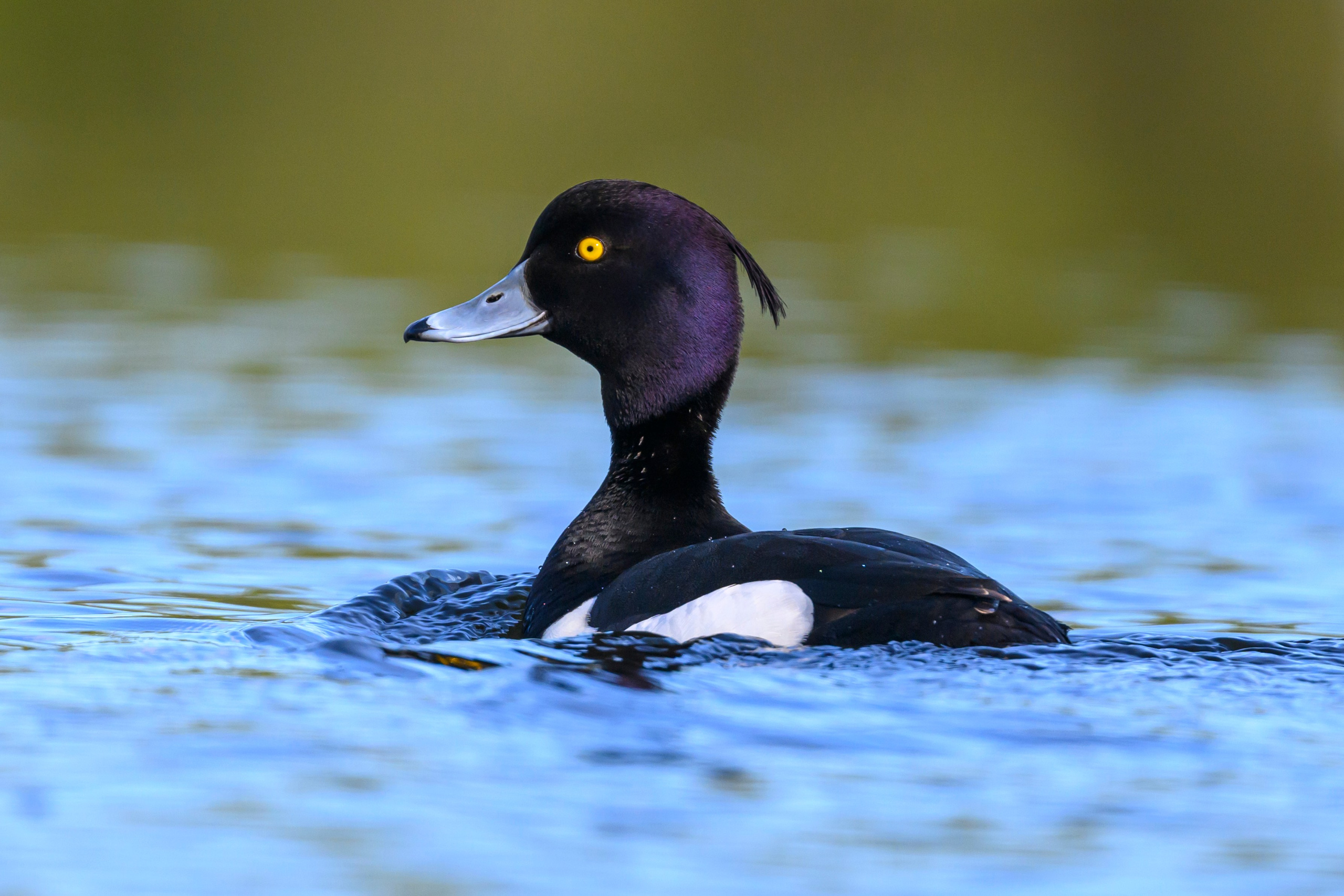 Поганка, широконоска, черки, нырки. Wildlife photography by Sergey Puponin