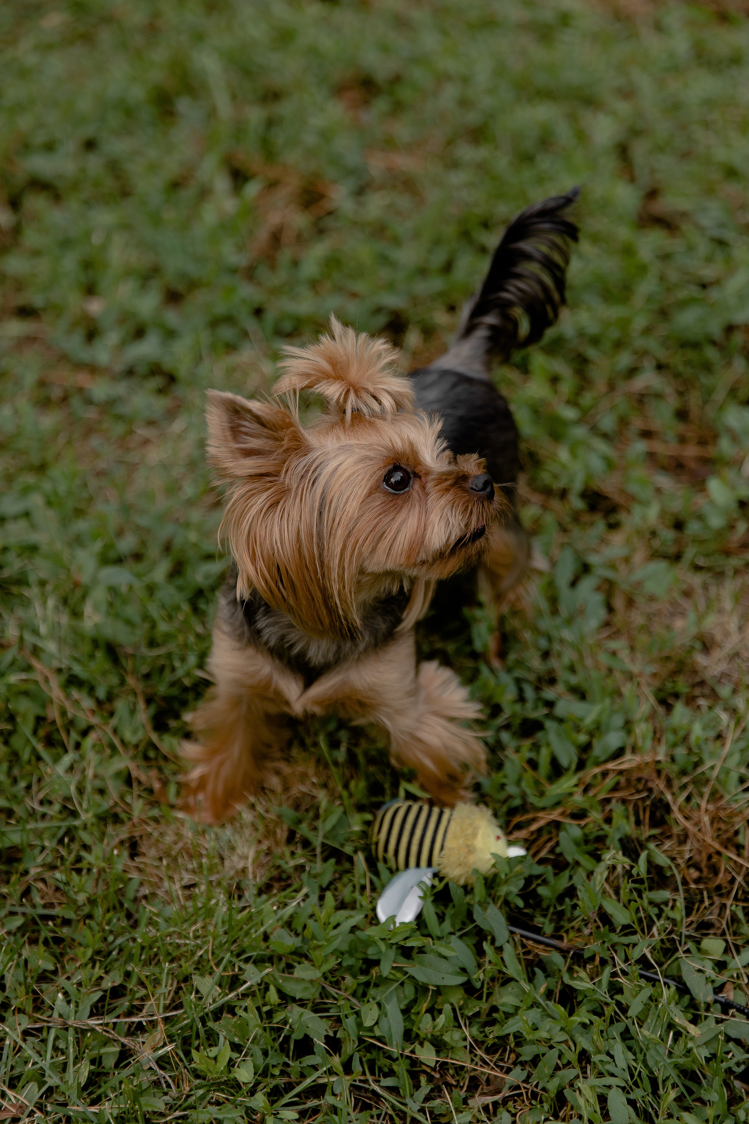 D & K. Свадебный и семейный фотограф Анжелика Альашкар в Казани Татарстан