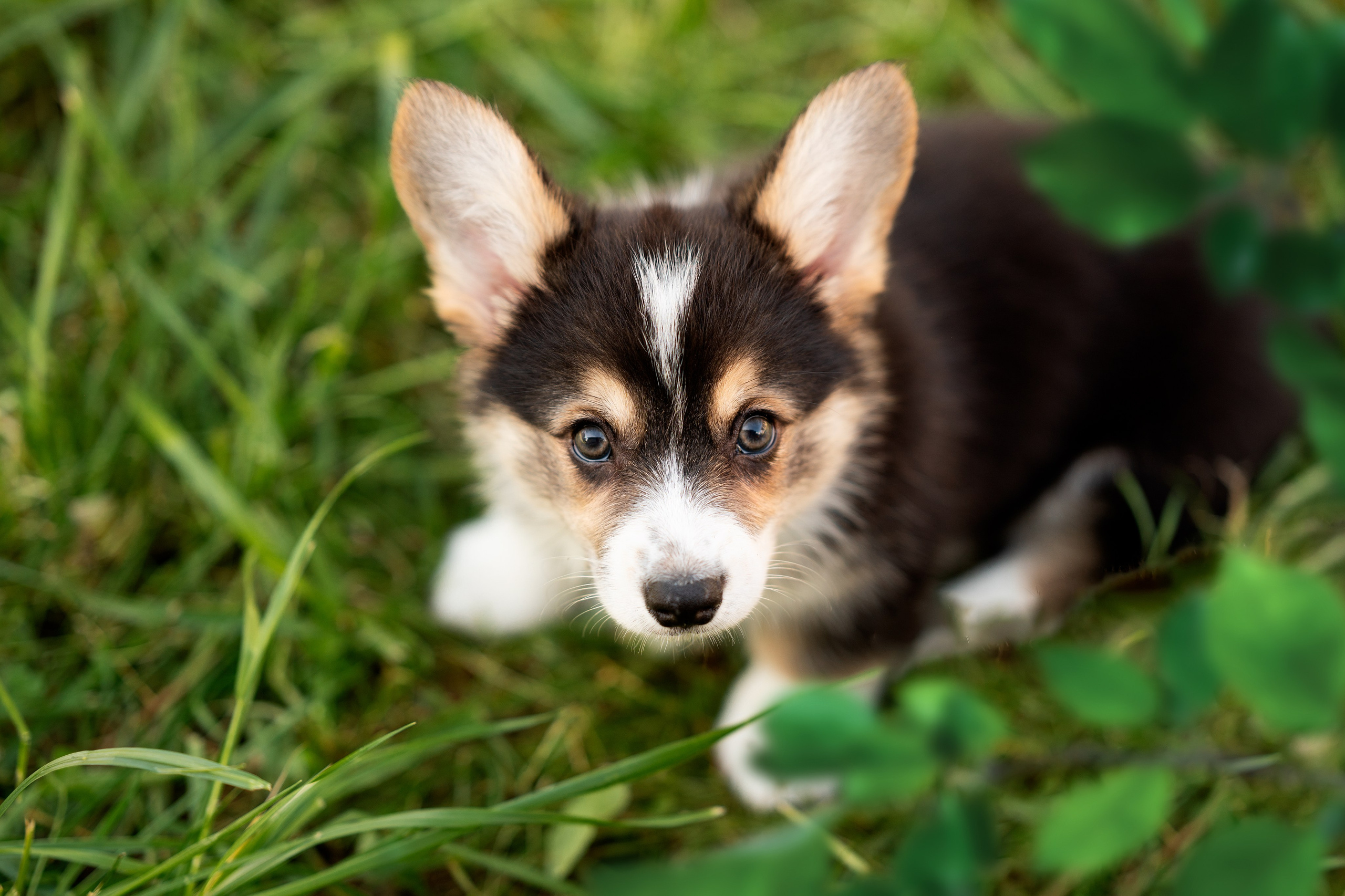 Заводчик Анастасия Подгорбунская. Творческий фотограф Вологда