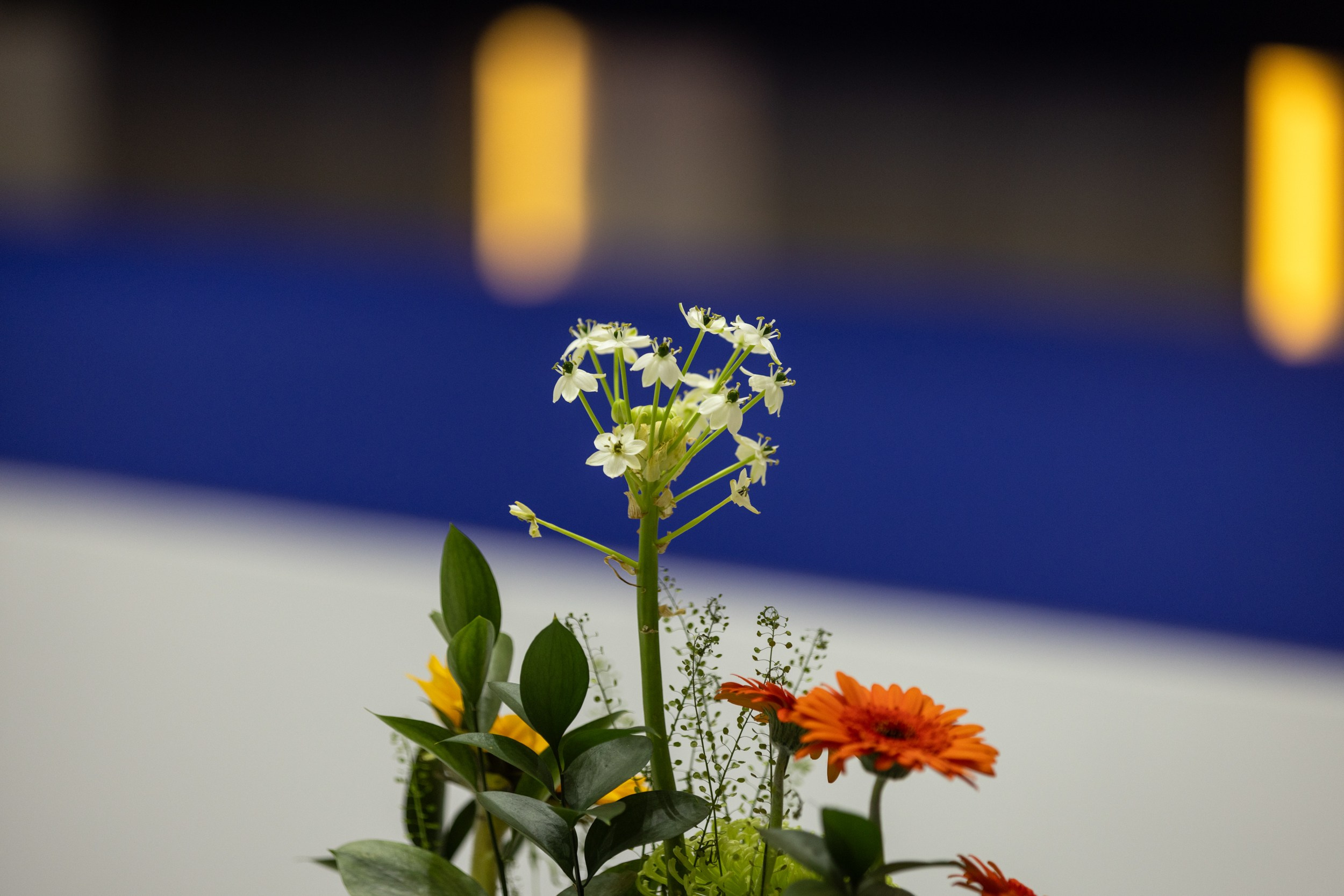 2025.09.01 1st. FUJAIRAH GLOBAL Chess Championship — Closing Ceremony. Фотограф Анна Штурман (репортажная съёмка любых событий и мероприятий) Anna Shtourman photographer