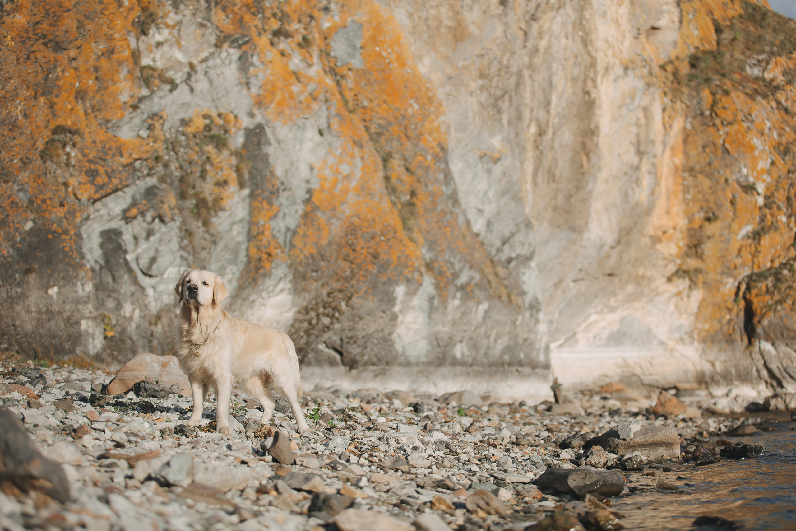 Снежик и Веста. Свадебный и женский фотограф