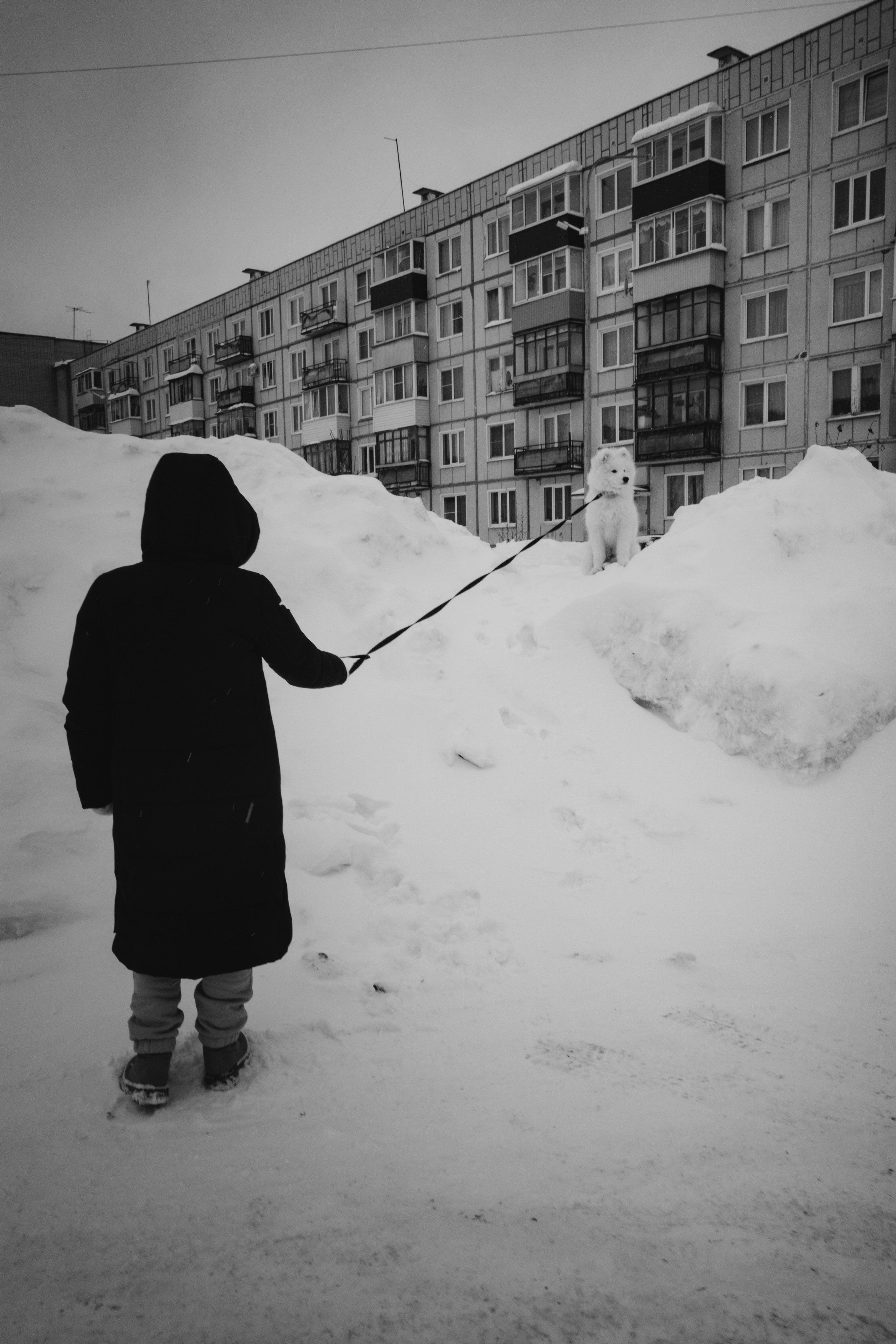 Собаки. Фотограф Александр Тихонов