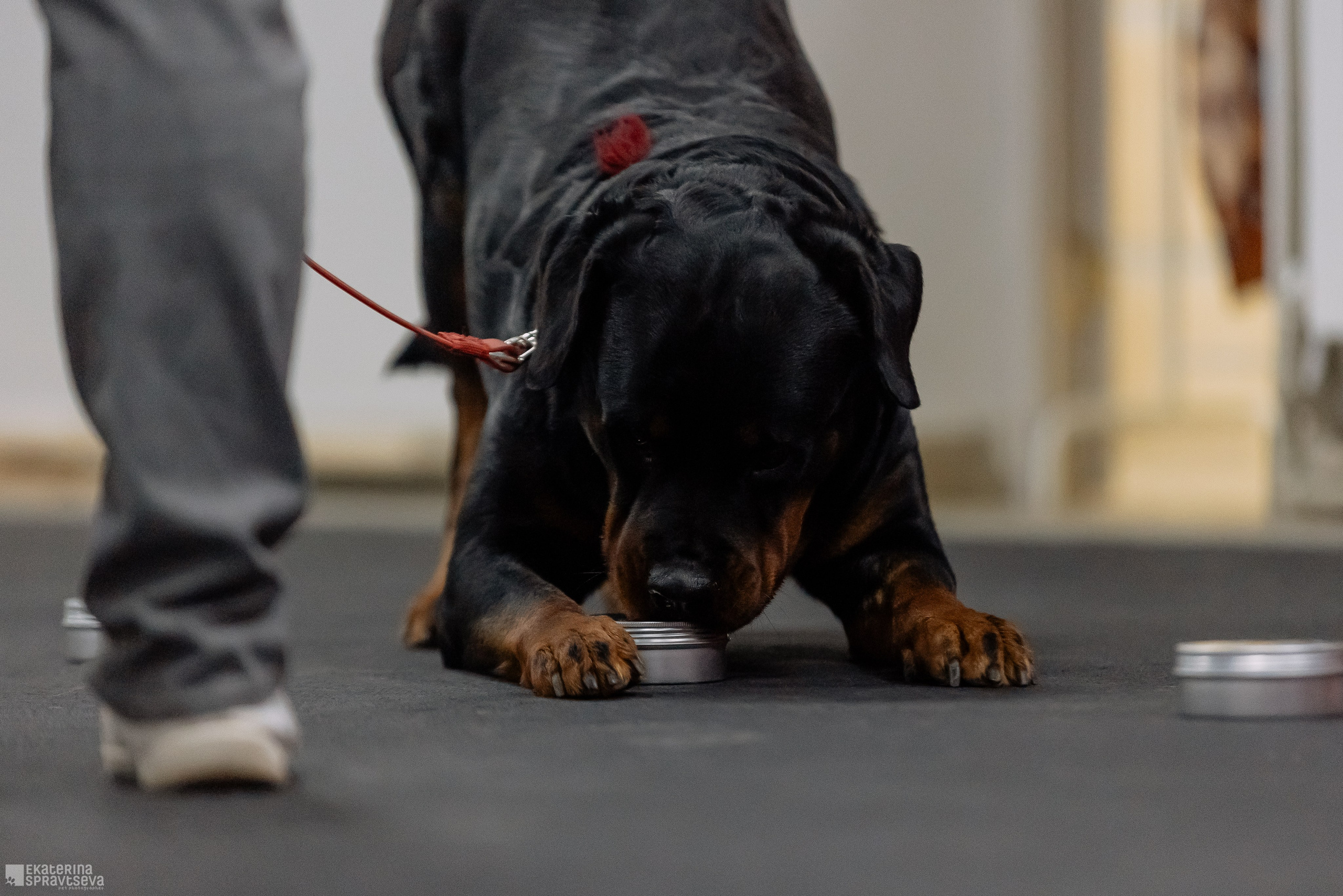 Праздник NoseWork. Фотограф Анималист Екатерина Справцева в Нижнем Новгороде