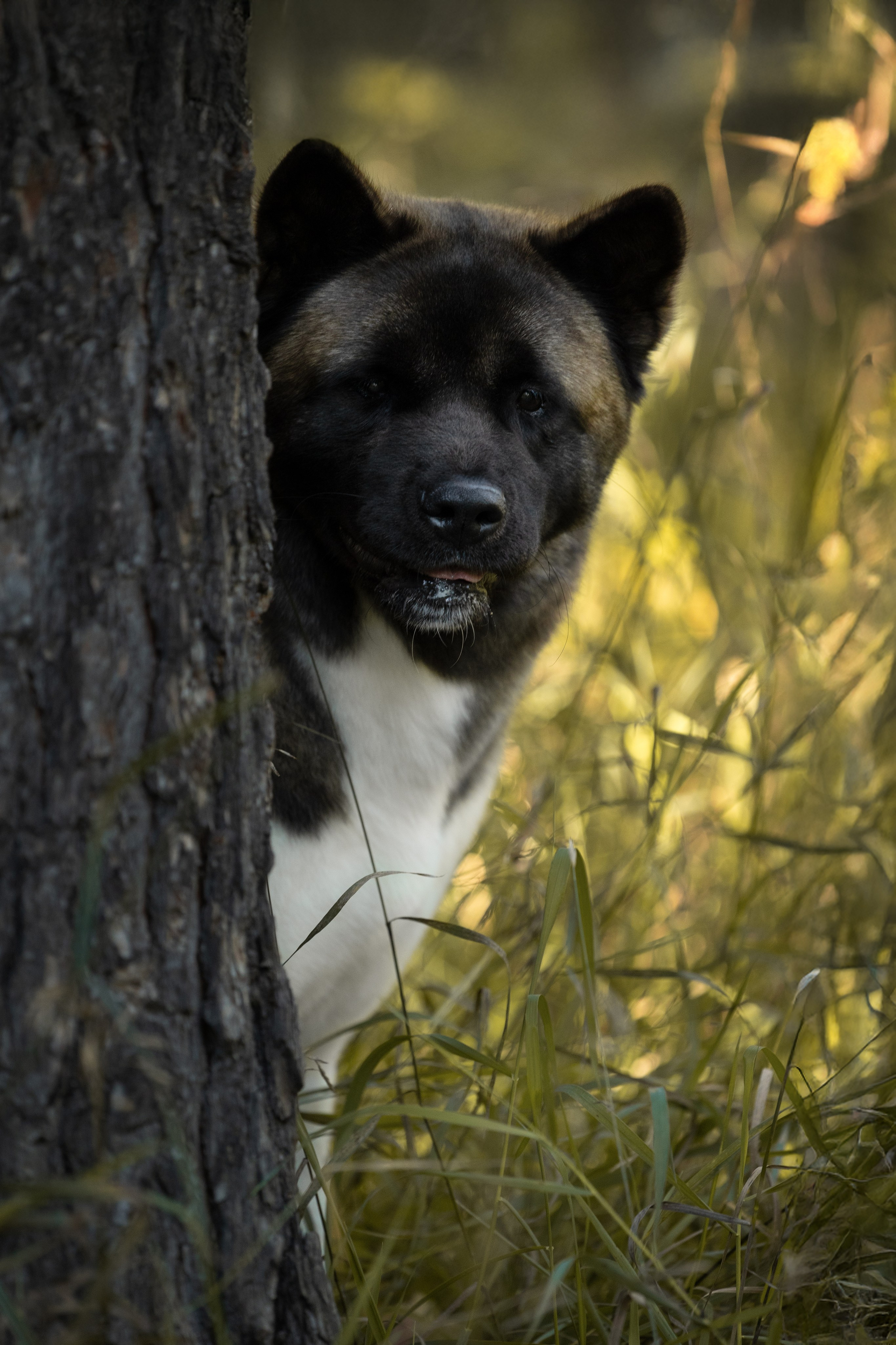 Собаки. Фотограф-анималист|Иркутск
