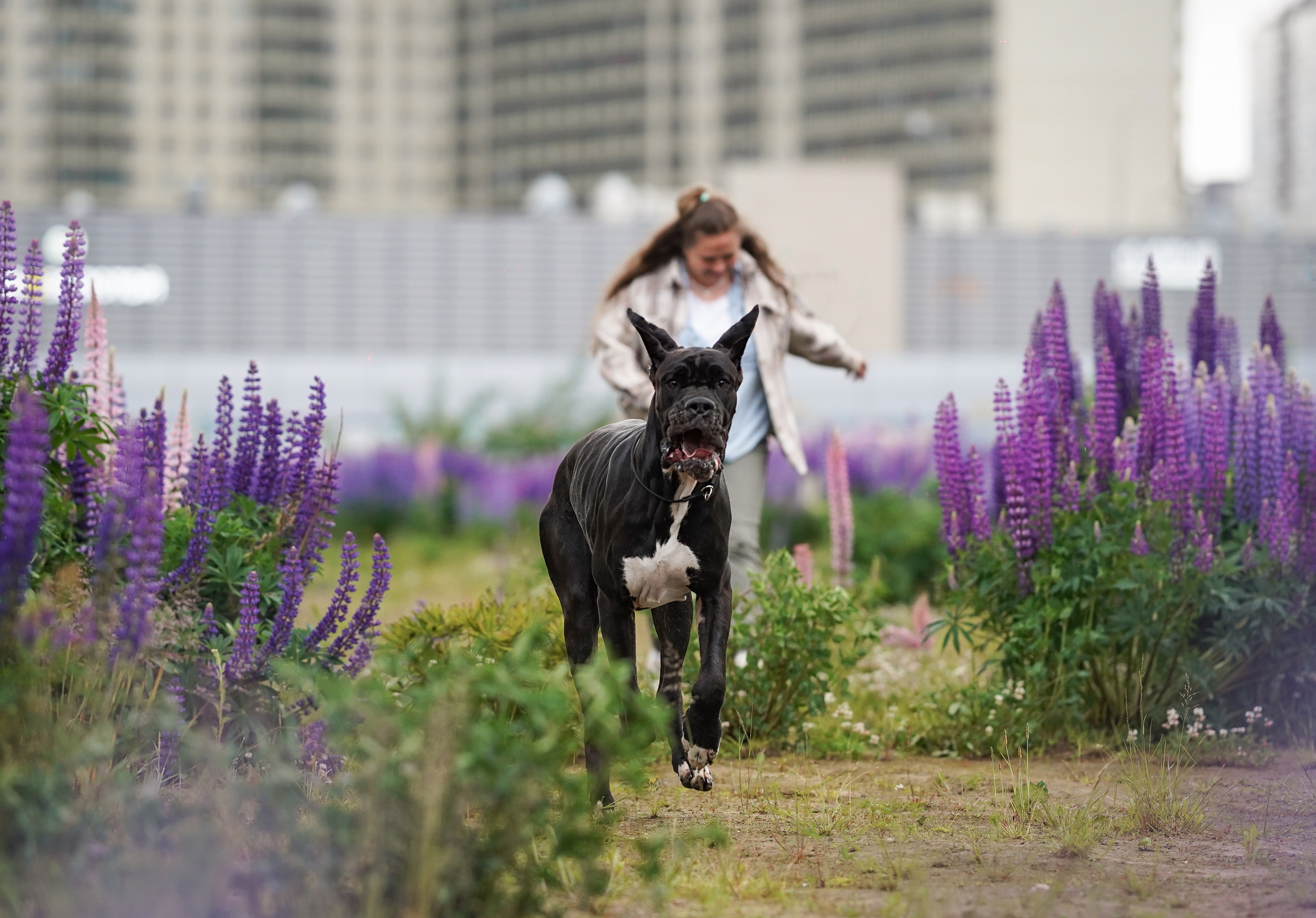Вика и Трофей люпины. Фотограф-анималист в Санкт-Петербурге Яна Мартынова