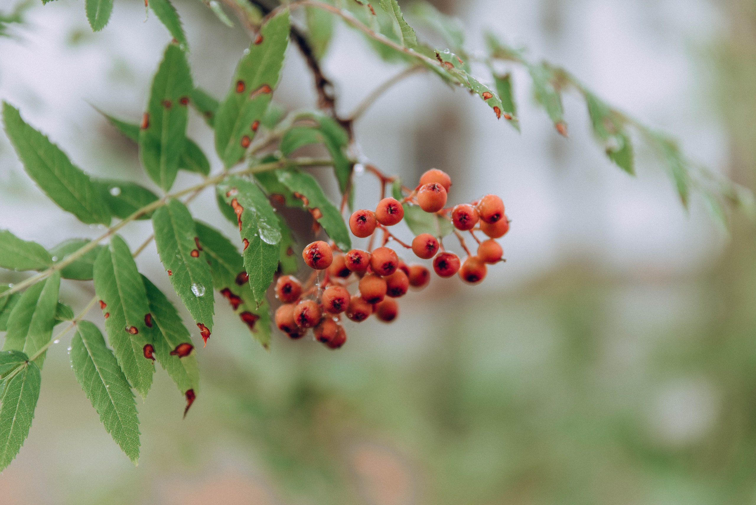 Егор и Катя. Свадебный и семейный фотограф в Чите Юлия Оранская