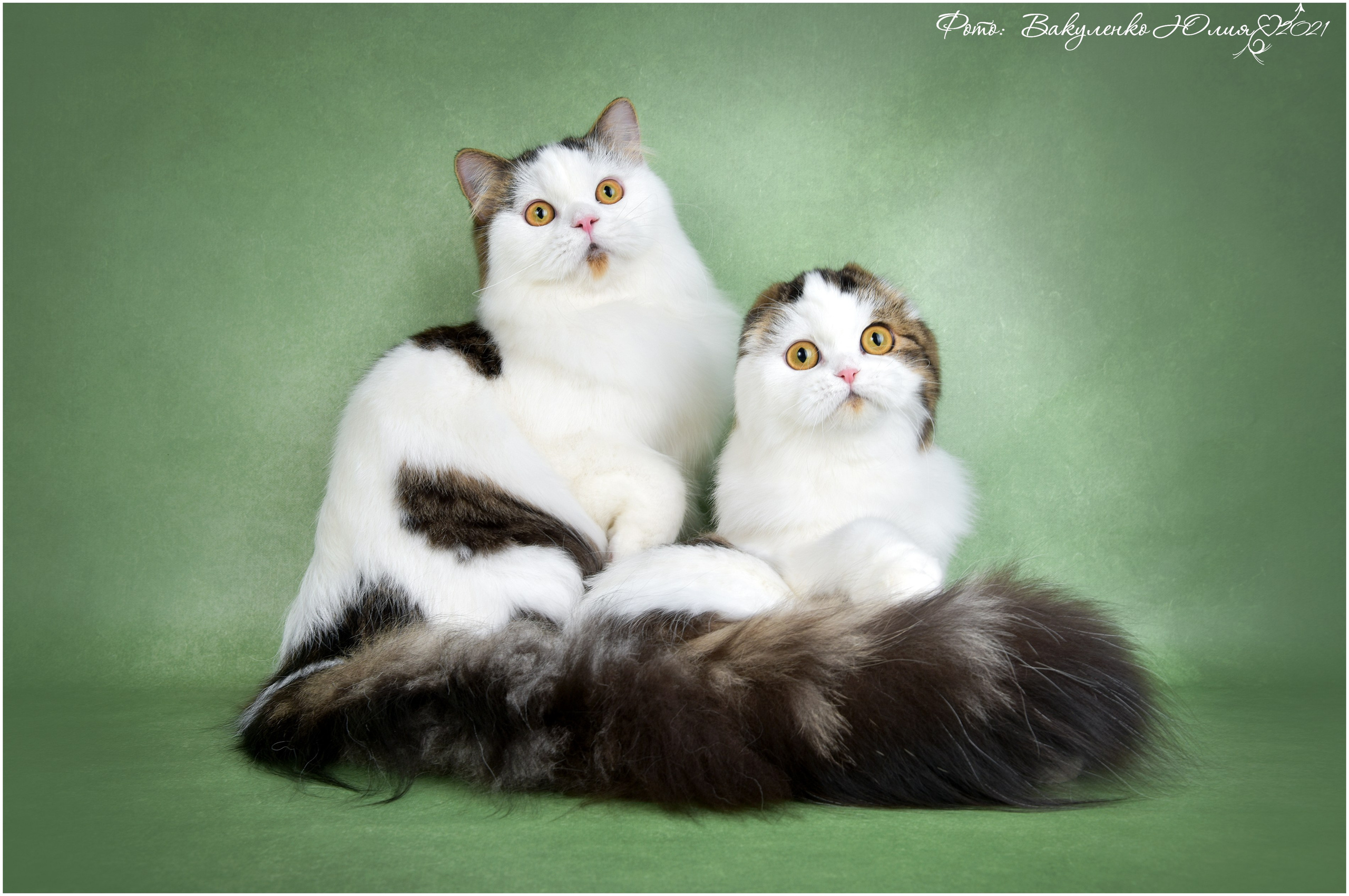 Взрослые. Фотограф анималист | семейный Юлия Вакуленко, г. Краснодар