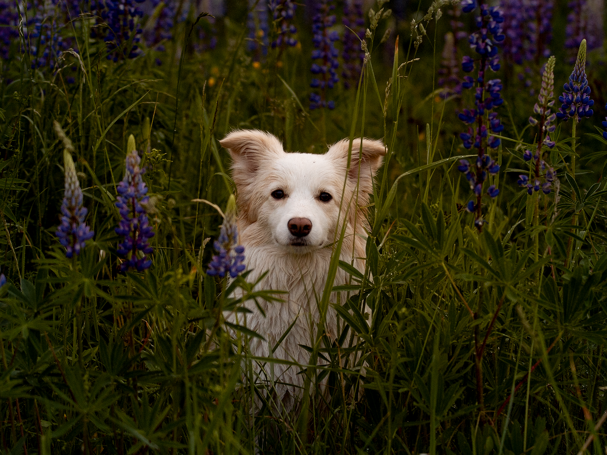 Собаки. Фотограф-анималист в Москве и МО Самойлова Марина