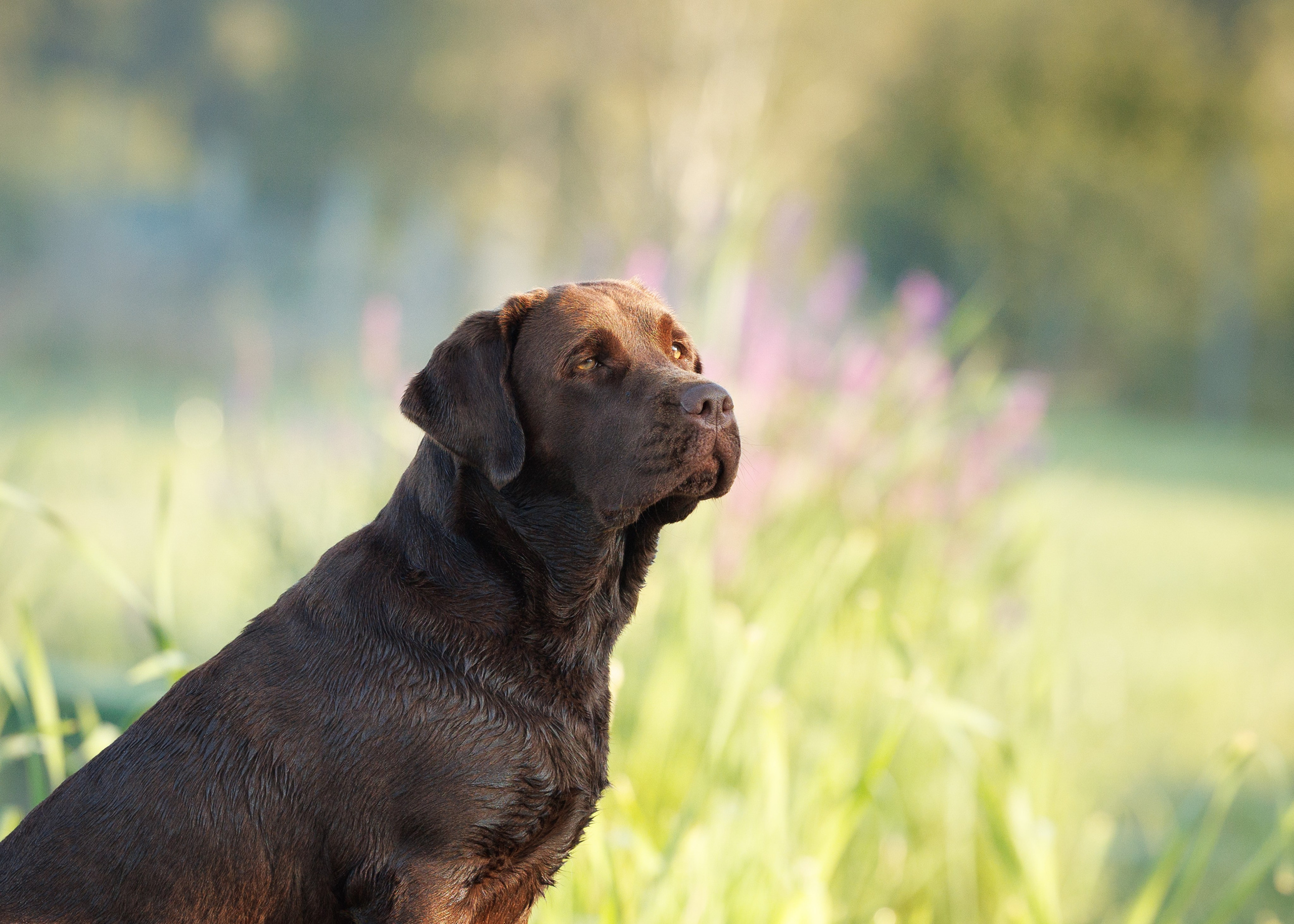 Фотограф-анималист и бренд-фотограф в Москве | Фотография собак, людей, бизнес-портрет