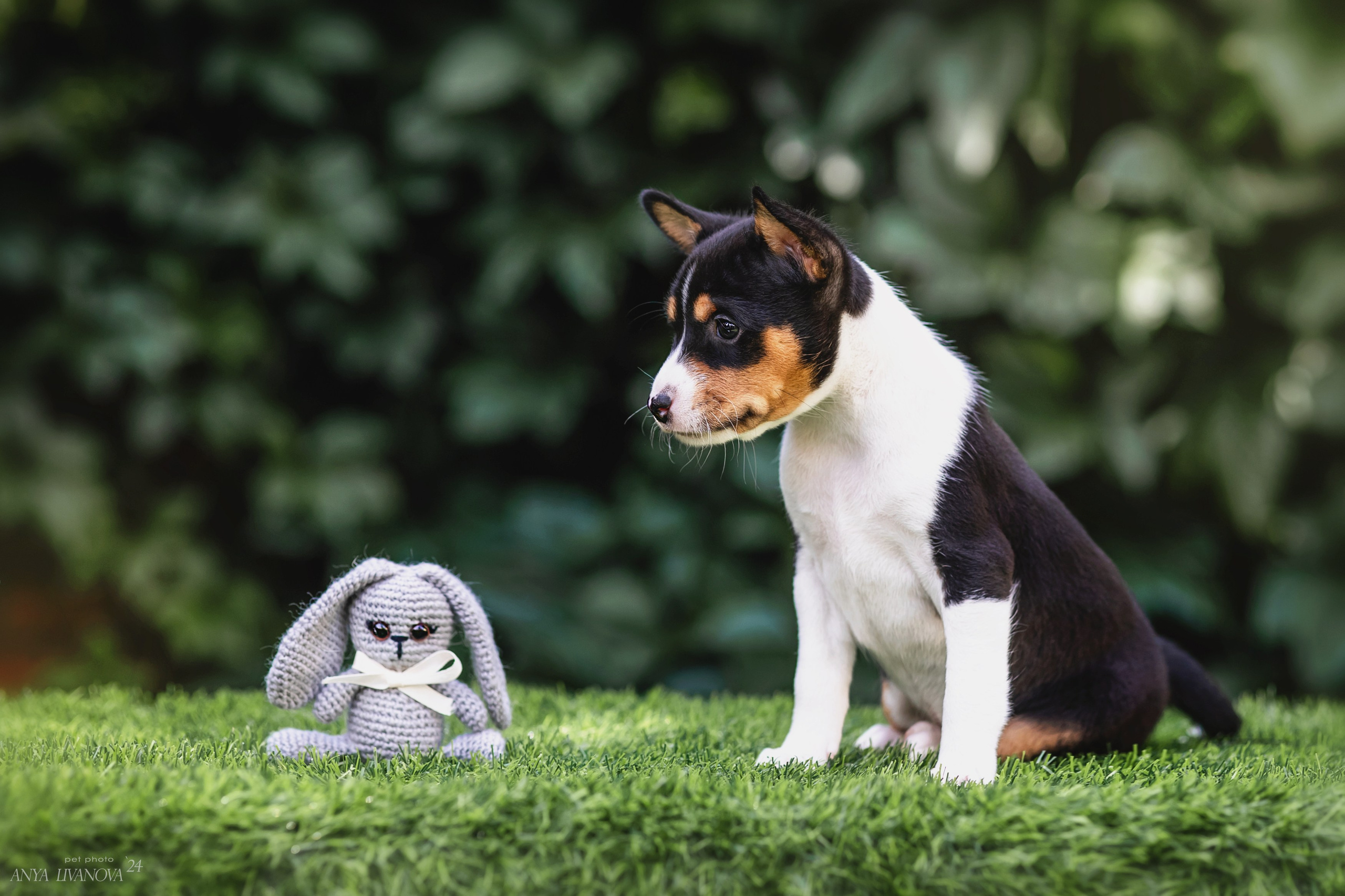Басенджи. Фотограф анималист Аня Ливанова | Рыбинск