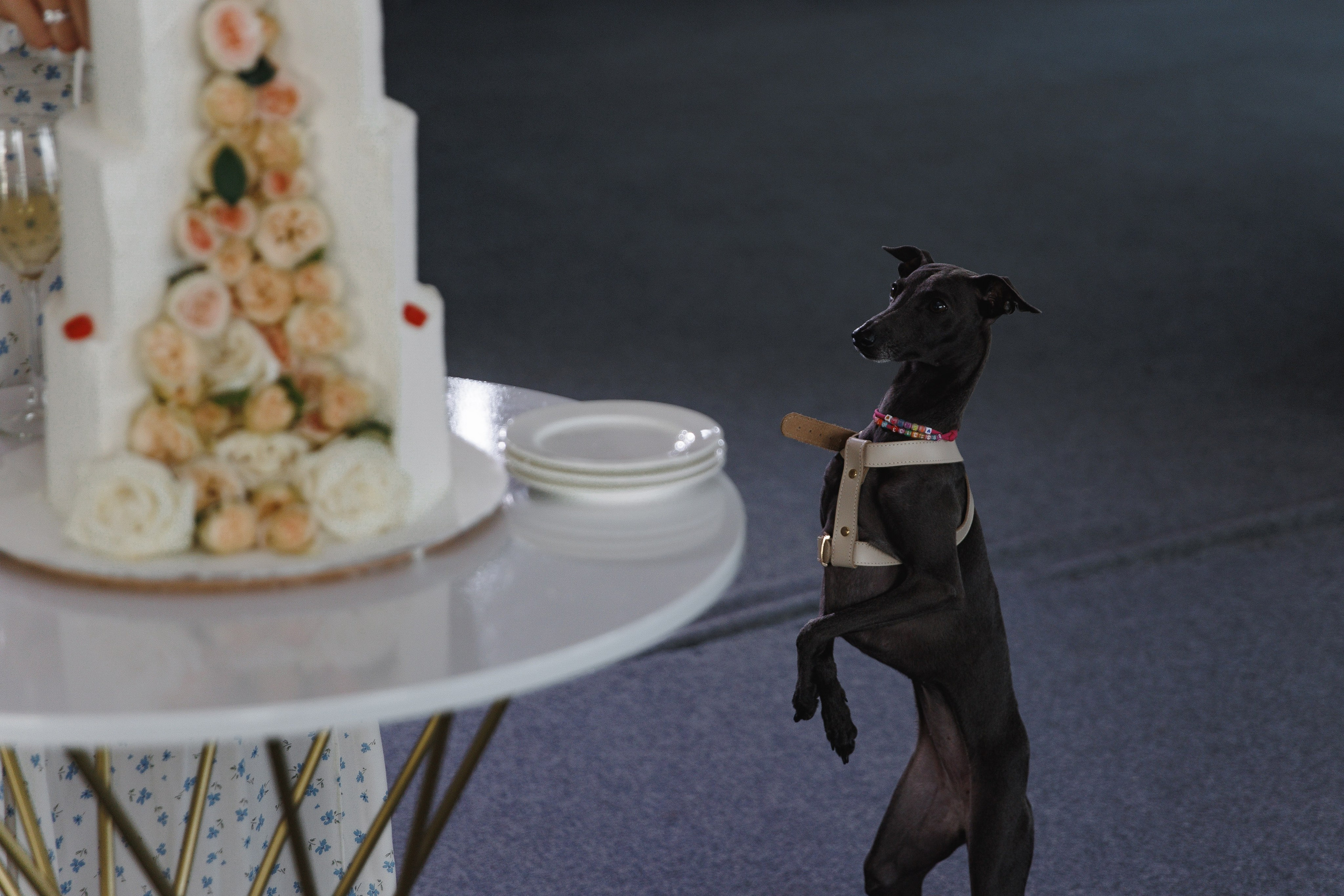 Арамаис и Камелия. Wedding photographer in St. Petersburg, Europe and Israel Anna Agafon