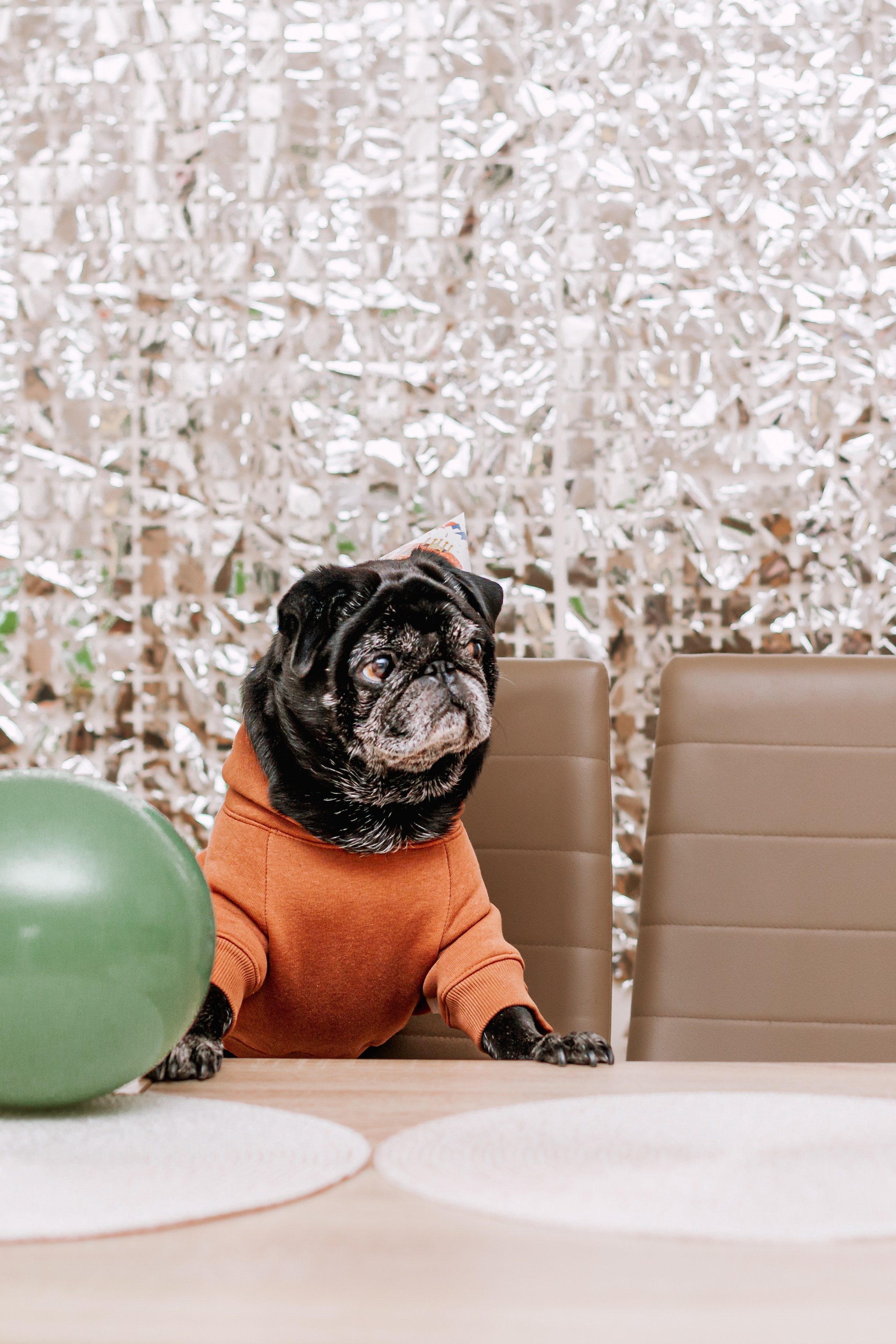 Оля, Харви, Луис. Фотограф-анималист Татьяна Степанова