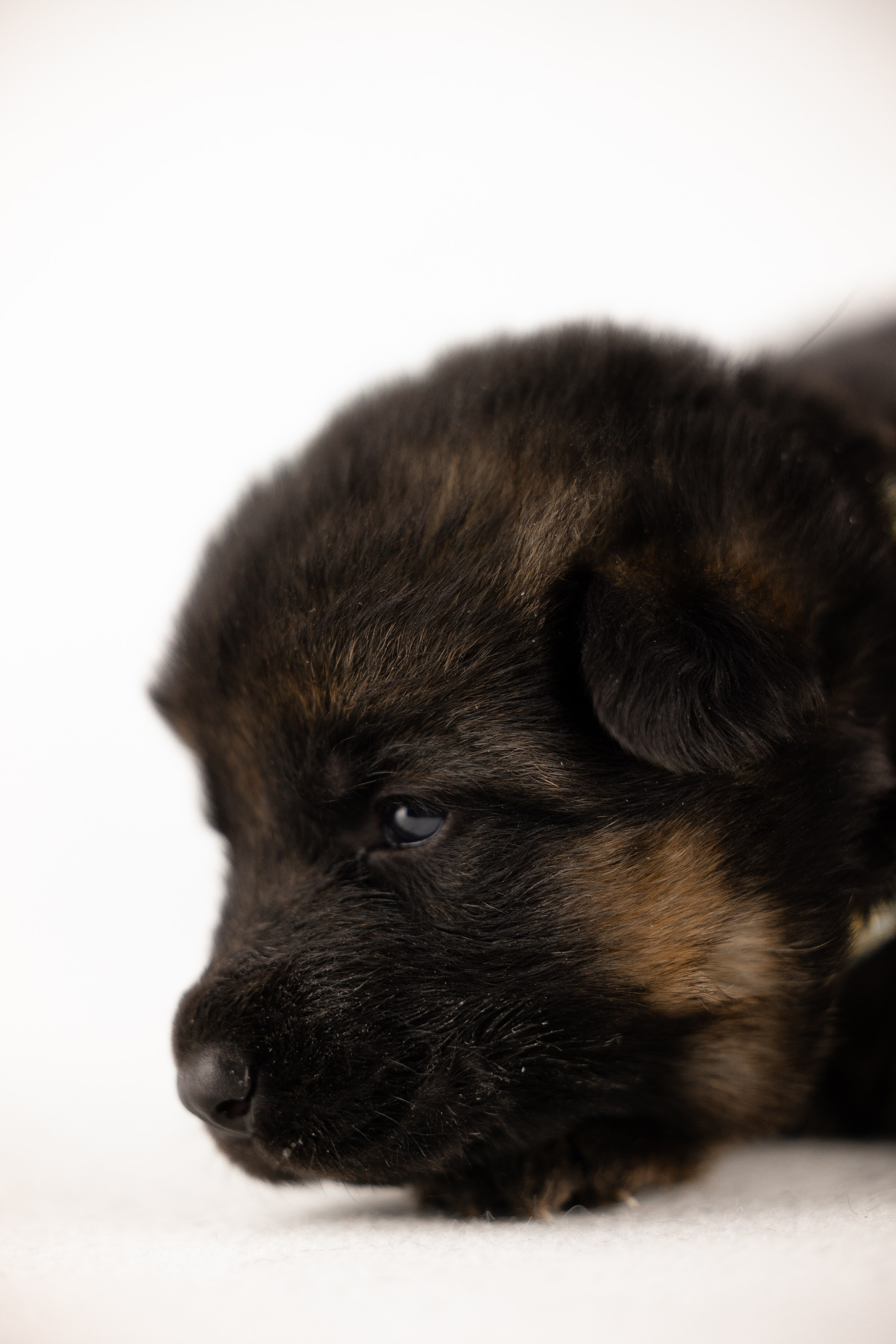 Немецкая овчарка. Фотограф и видеограф анималист Аганина Дарья