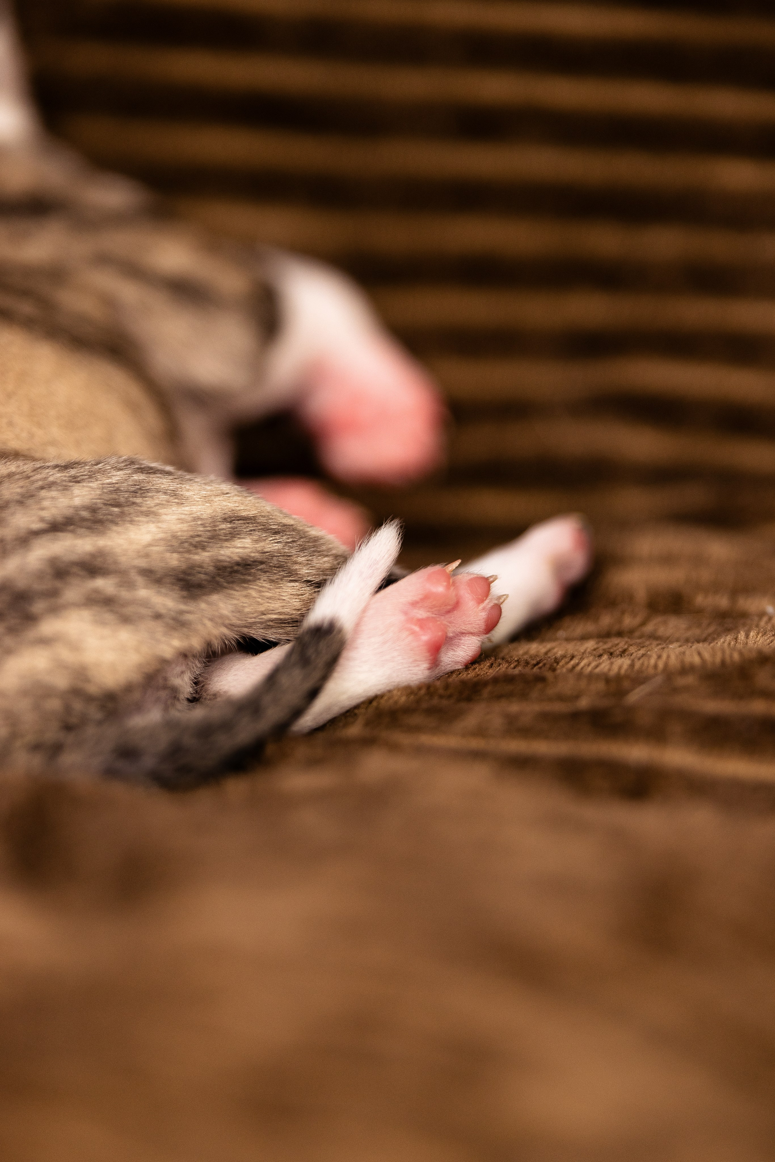 Уиппет. Фотограф и видеограф анималист Аганина Дарья