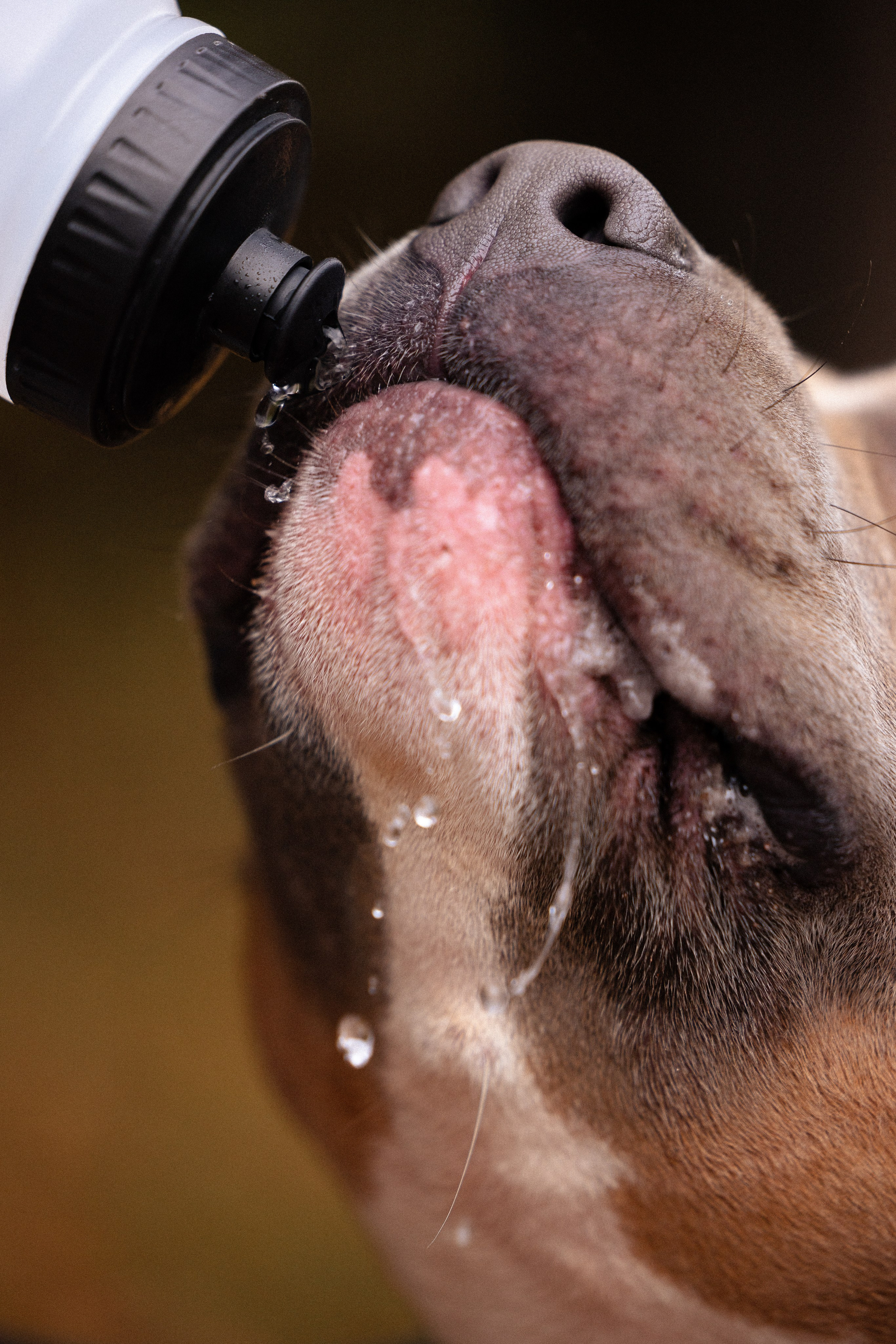 Алена и Тор. Фотограф и видеограф анималист Аганина Дарья