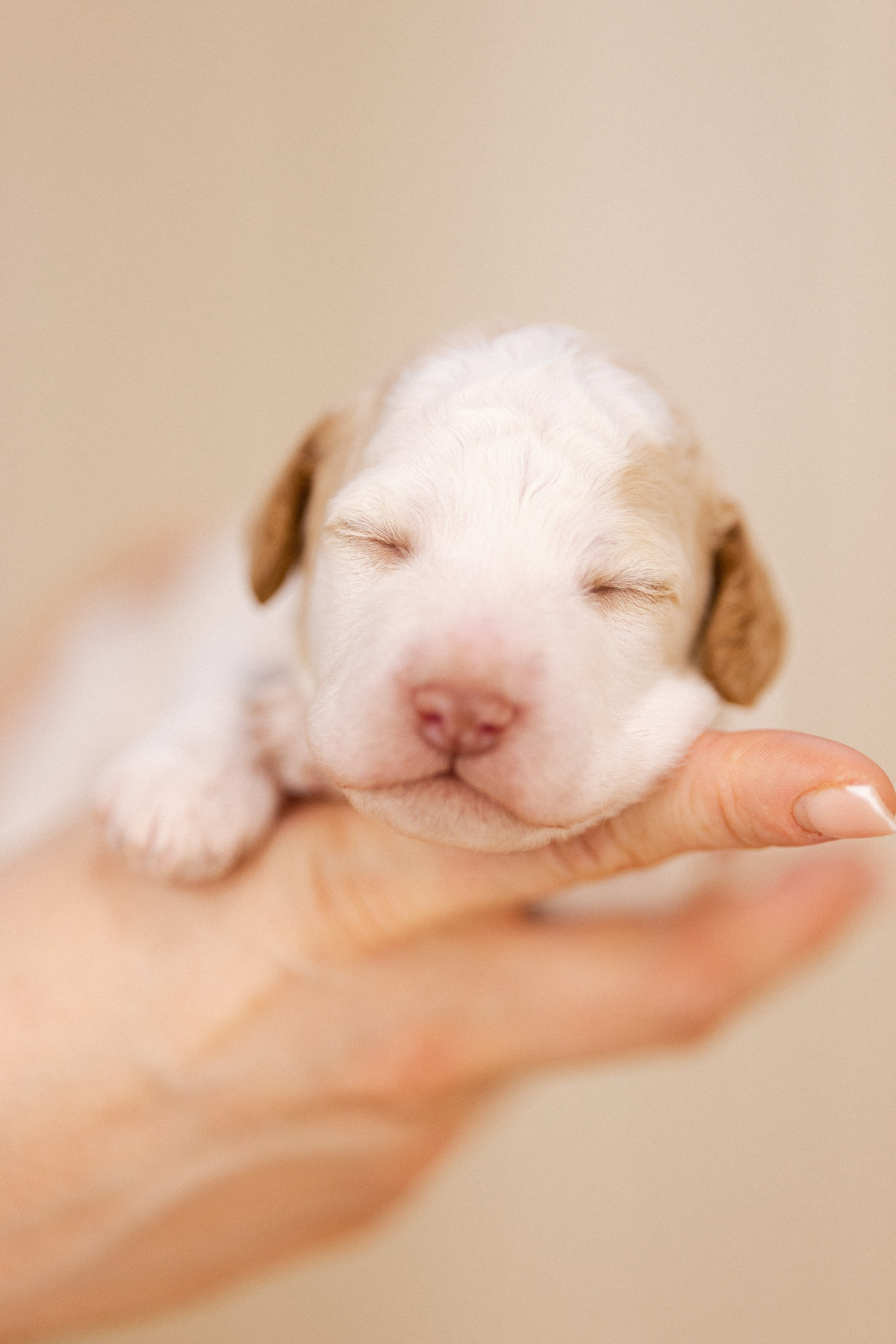 Лаготто Романьоло. Фотограф и видеограф анималист Аганина Дарья