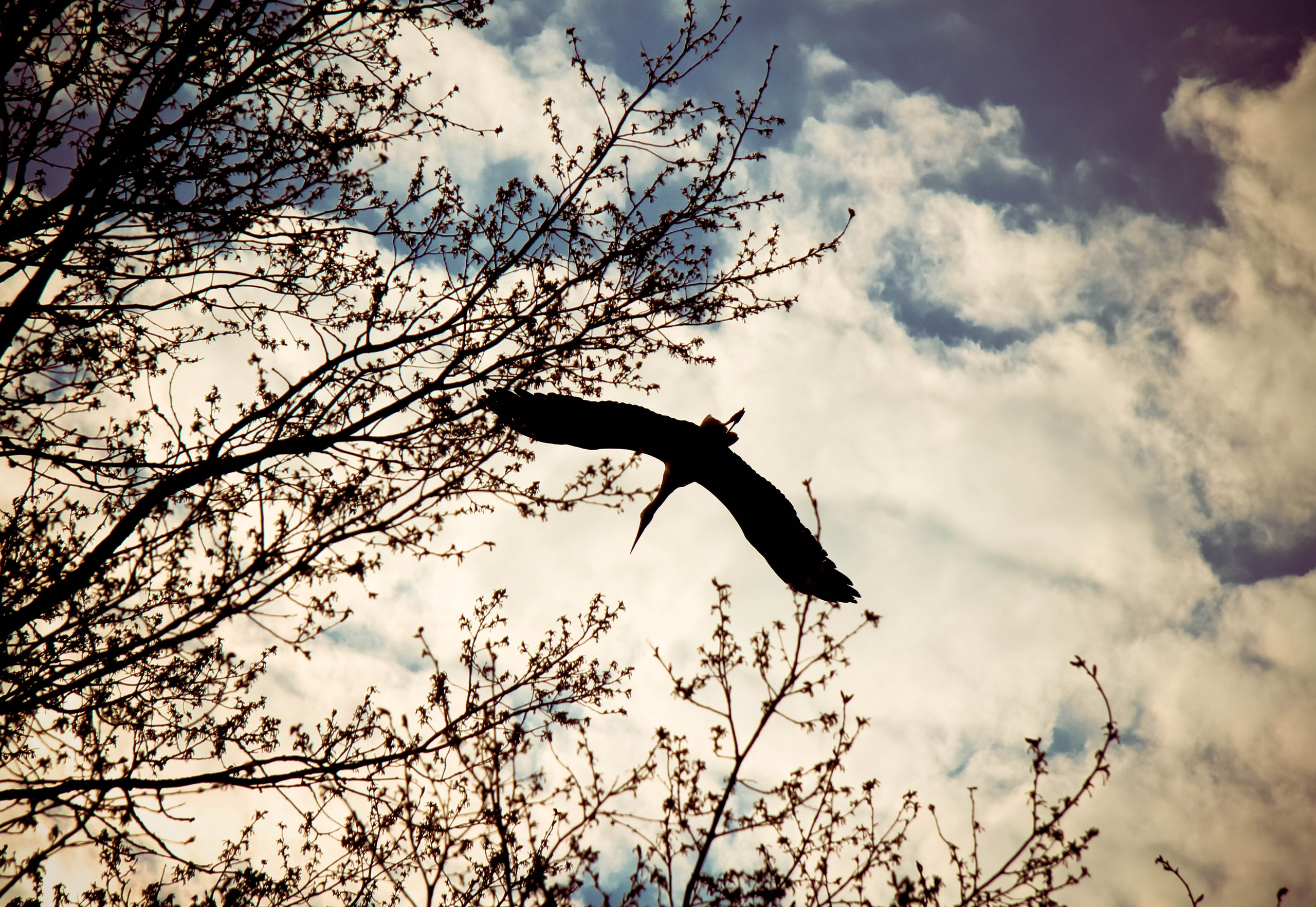 2012. Стрит-фотография, полная абсурда, идиотизма и красоты