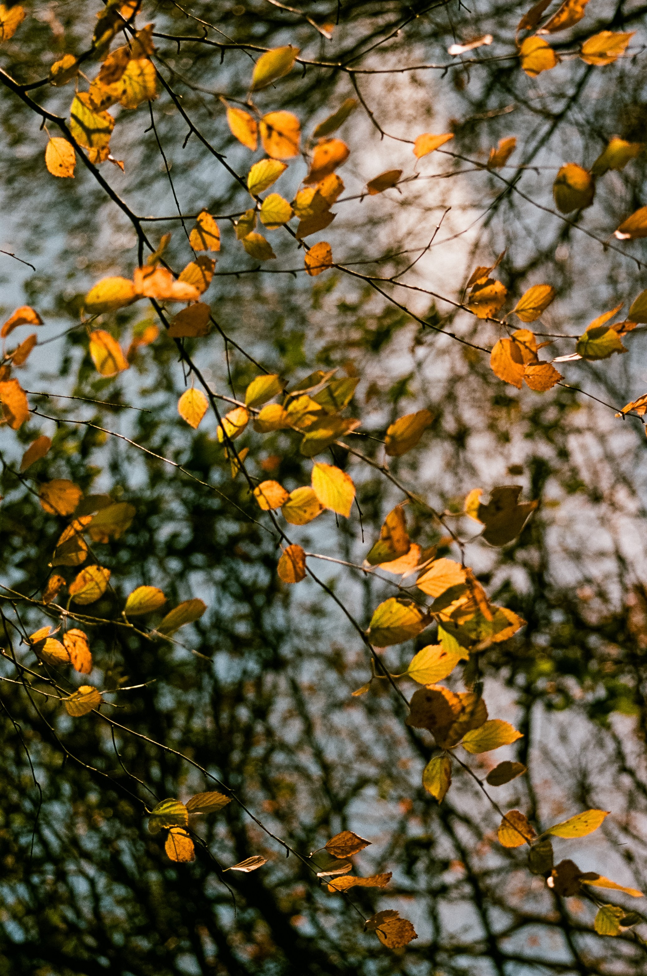 Nikon F100 — Mamiya (645) Sekor C 45 mm f2.8 и Macro 80 mm f/4