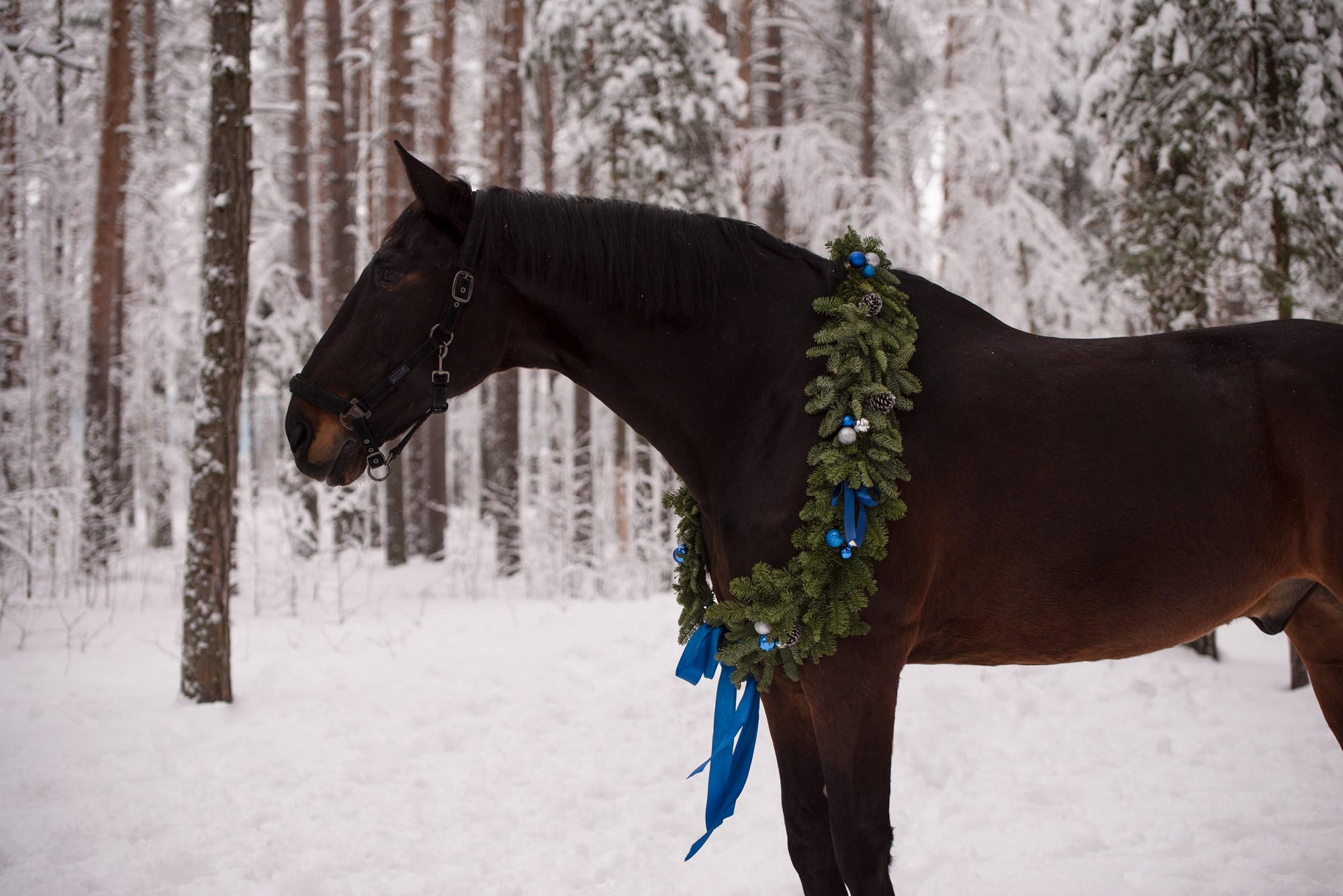 Портрет лошади, лошадь, конь, фото лошади, фотография лошади, конный фотограф, съемка лошадей, фотограф лошадей, конная фотография, конный фотограф, конный фотограф в спб, профессиональный фотограф спб, фотограф спб, ахалтекинец, рысак, спортивная лошадь, конный клуб, фотосессия с лошадьми, тракененская лошадь, зима, лошадь зимой, пейзаж, зимний лес свободные лошади, орловец, орловский рысак, орловская рысистая порода, новый год, новогодняя фотосессия, съемки с лошадьми, фото с лошадью